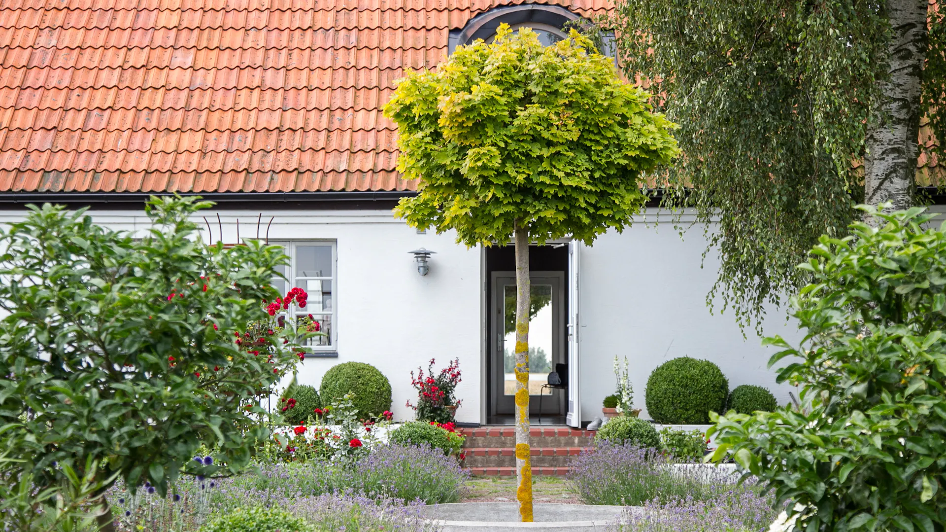 Spitzahorn im Garten vor einem Wohnhaus