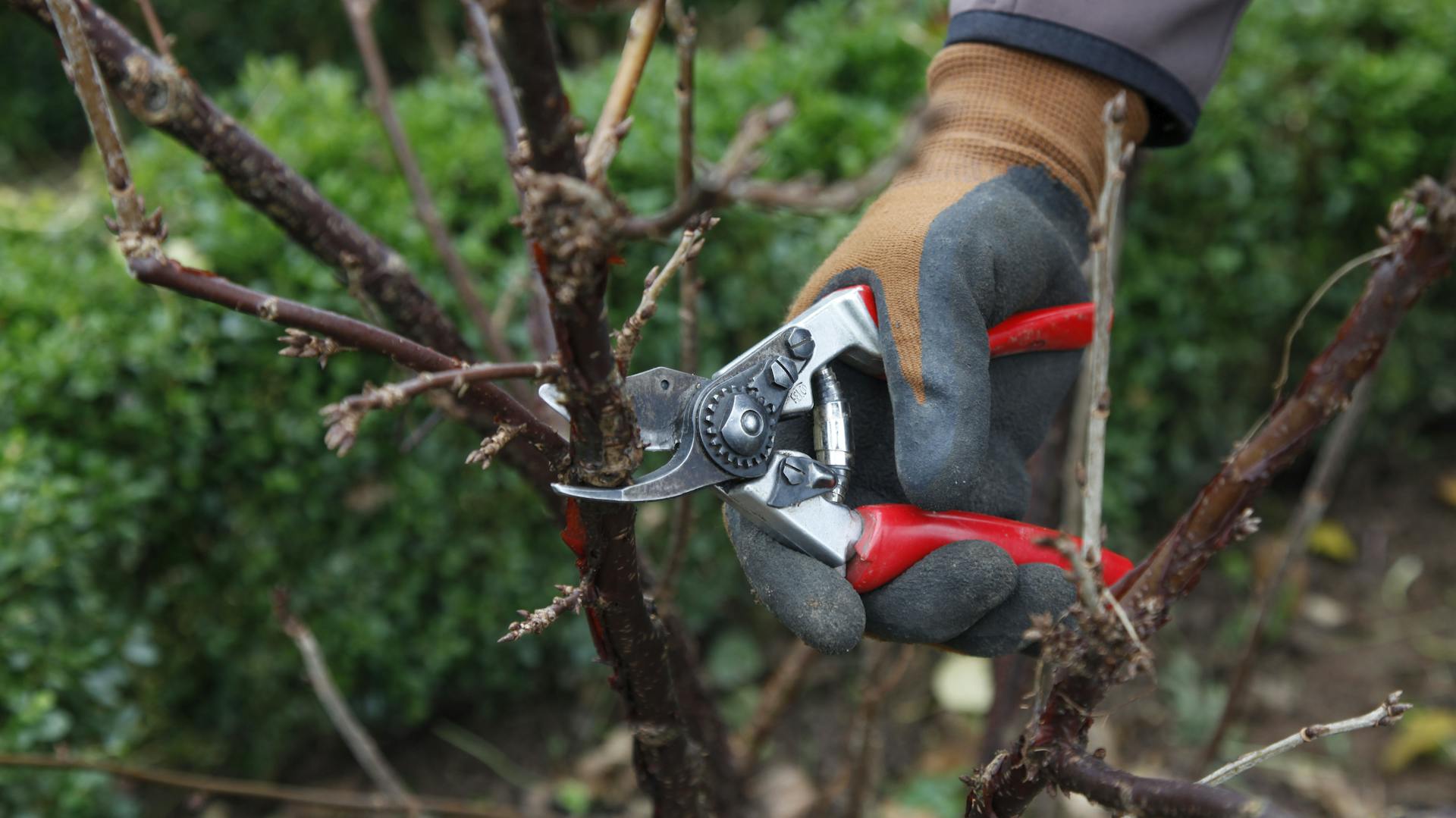 Stachelbeeren im Sommer oder Winter schneiden