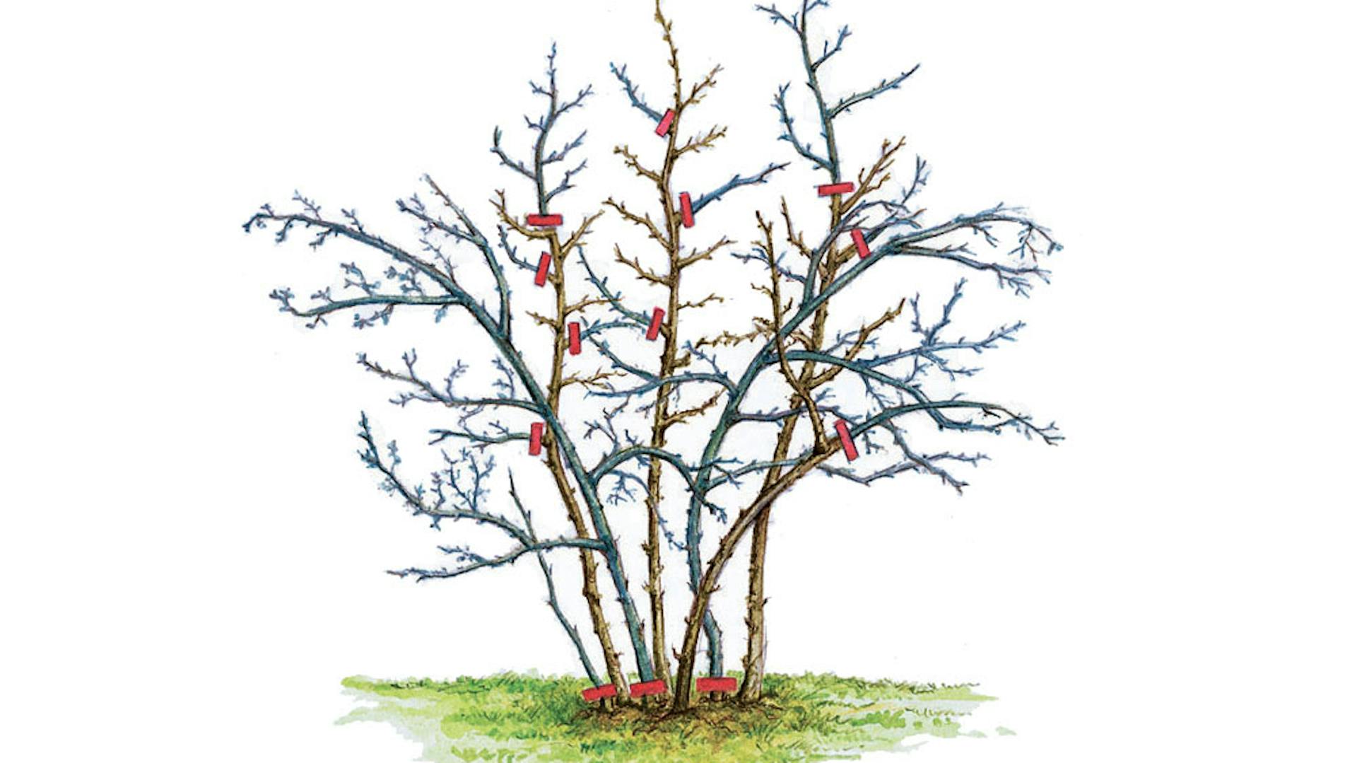 Skizze zum Schneiden von Stachelbeeren