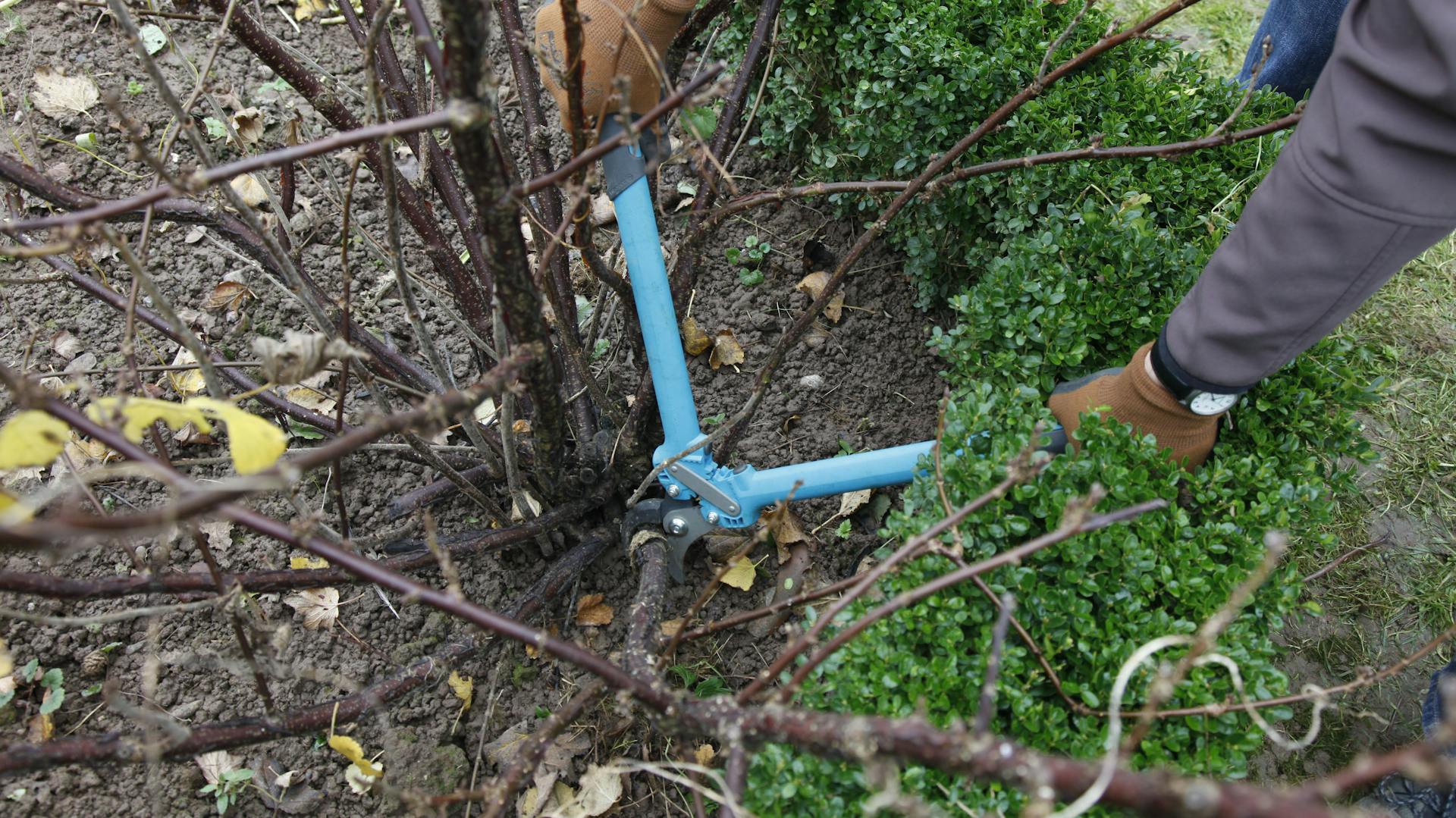 Stachelbeeren verjüngen