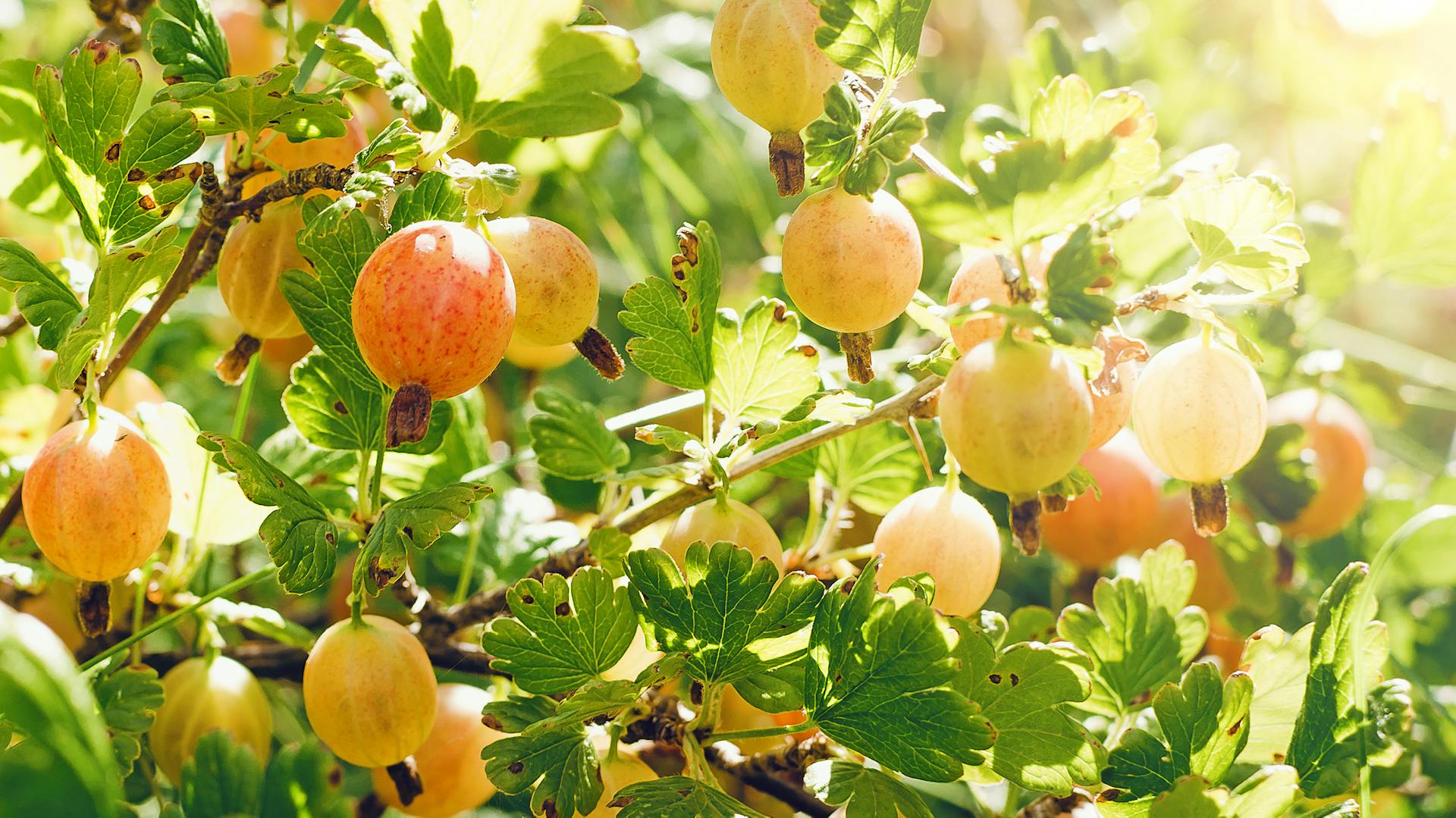 Stachelbeeren wachsen in der Sonne am Strauch.