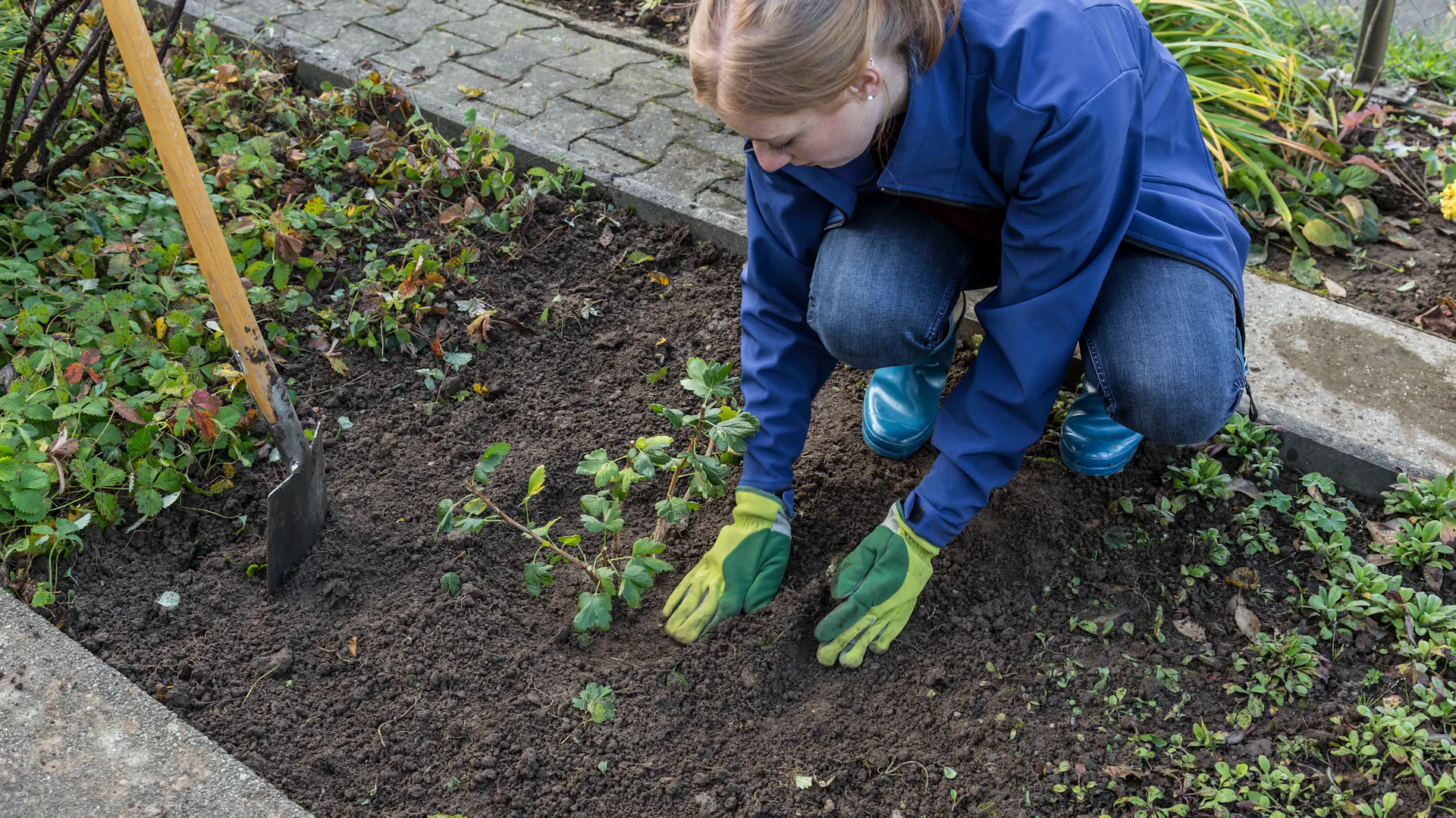 Eine Frau pflanzt Stachelbeeren mit Handschuhen in die Erde.