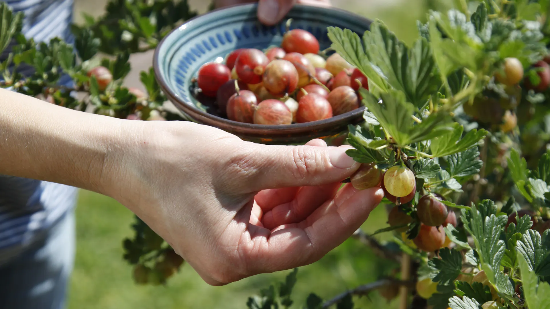 Jemand pflückt Stachelbeeren direkt vom Baum.