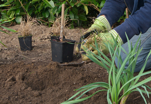 A növényeket egy kertészkesztyűt viselő kertész veszi ki a műanyag cserépből.
