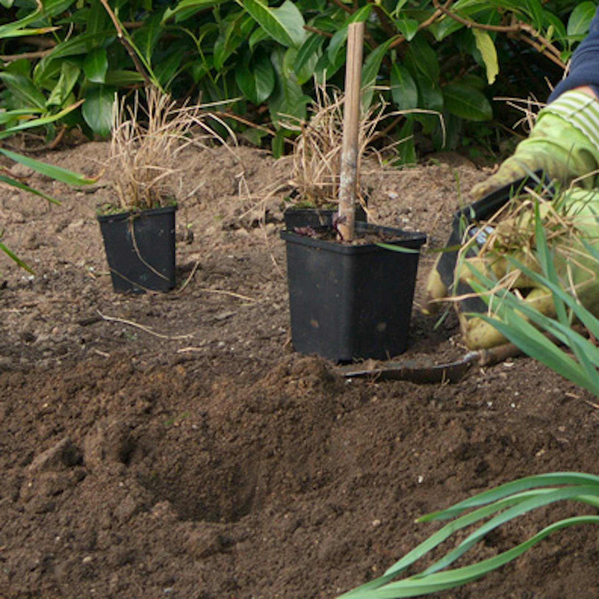 A növényeket egy kertészkesztyűt viselő kertész veszi ki a műanyag cserépből.