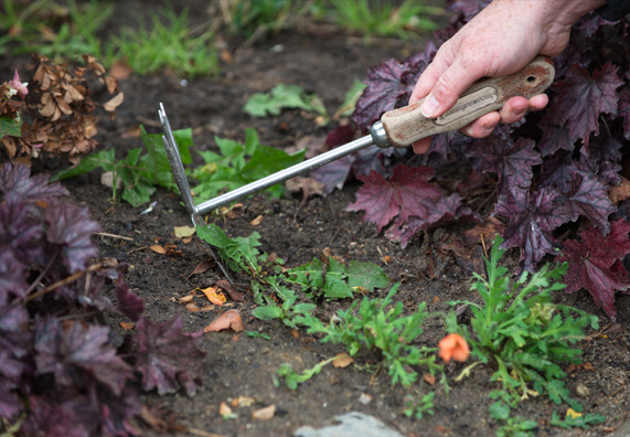 Gyomok eltávolítása az ágyásból kapa segítségével.