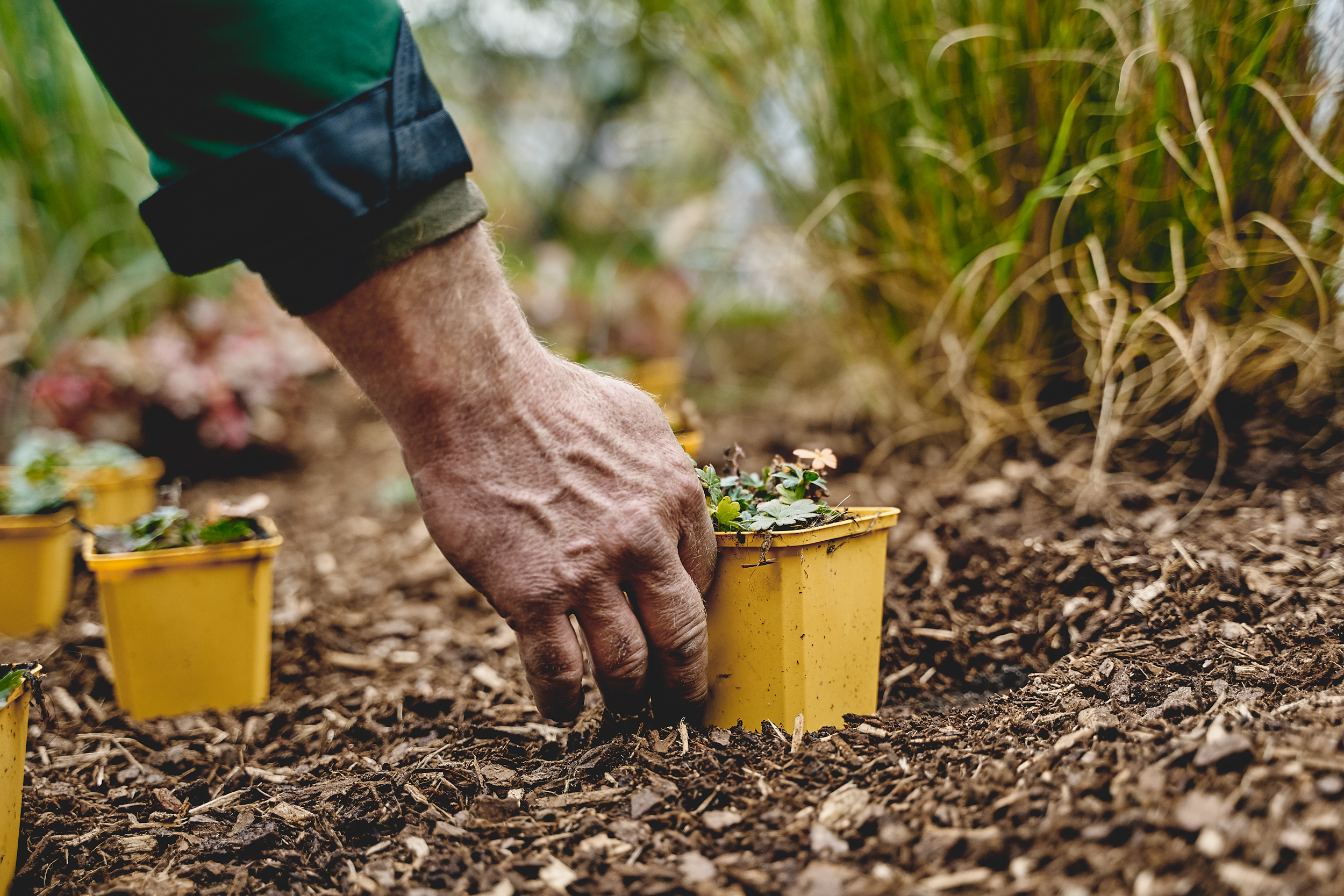 Kis évelő növények elhelyezése.