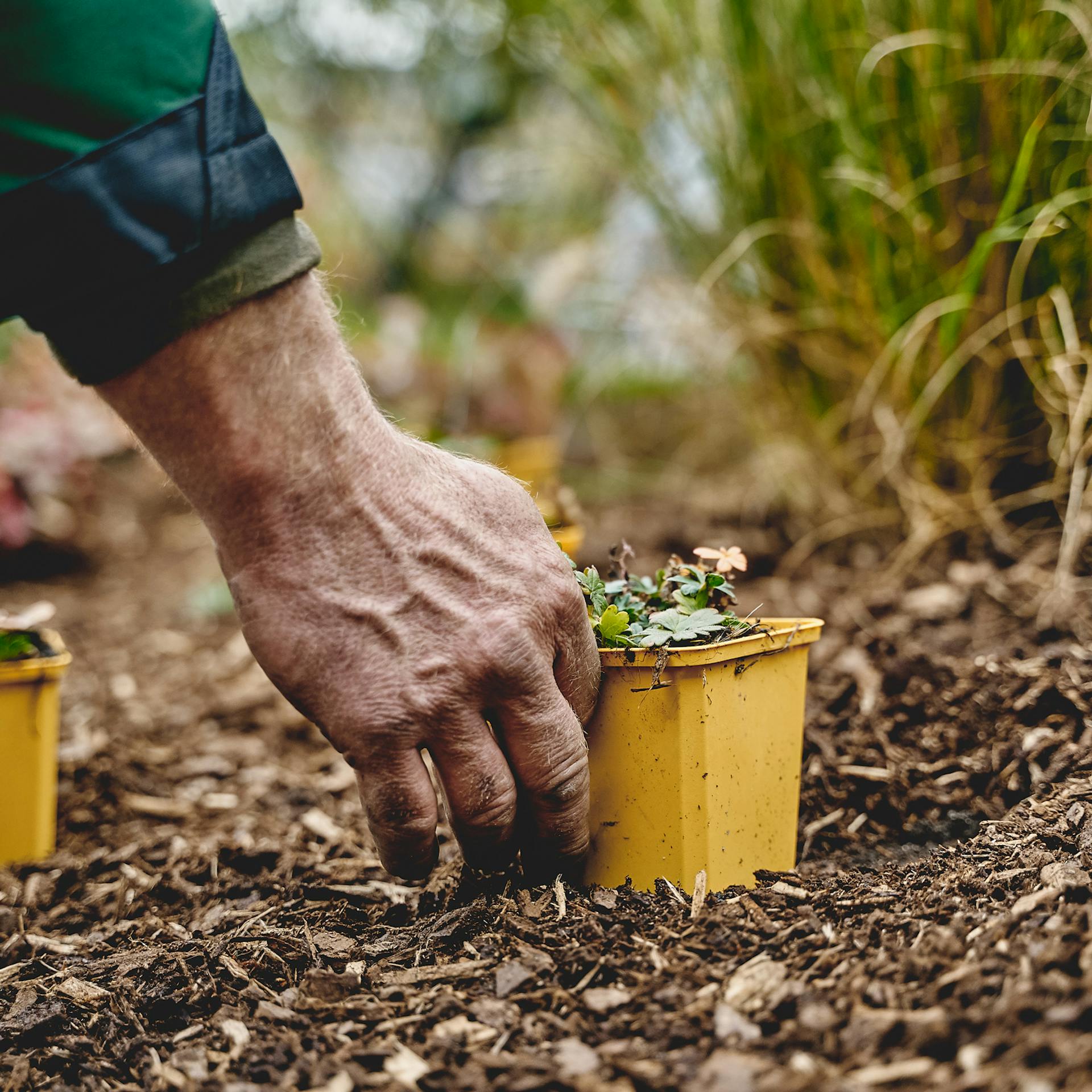 Kis évelő növények elhelyezése.