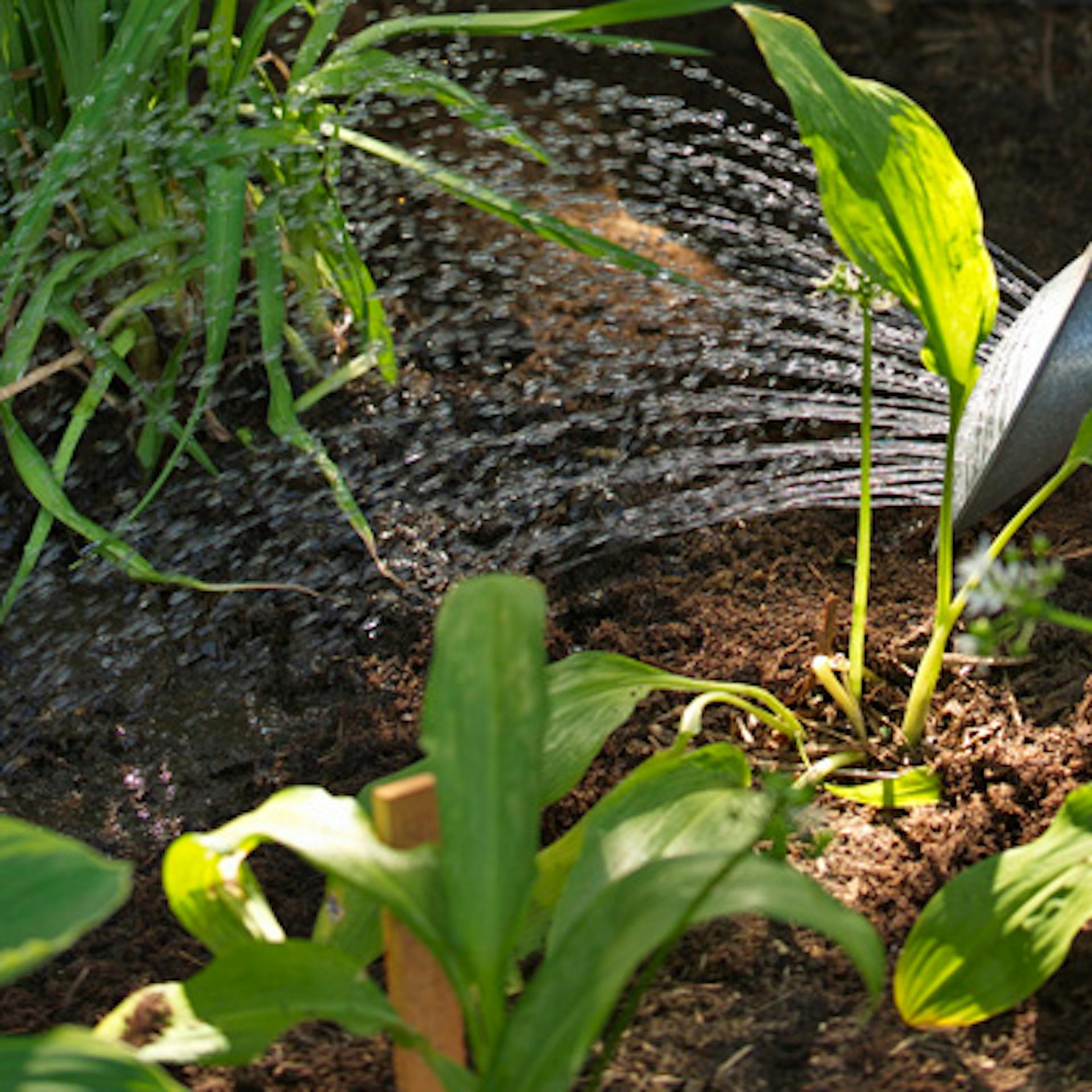 Egy zöld locsolókannával évelőket öntöznek.