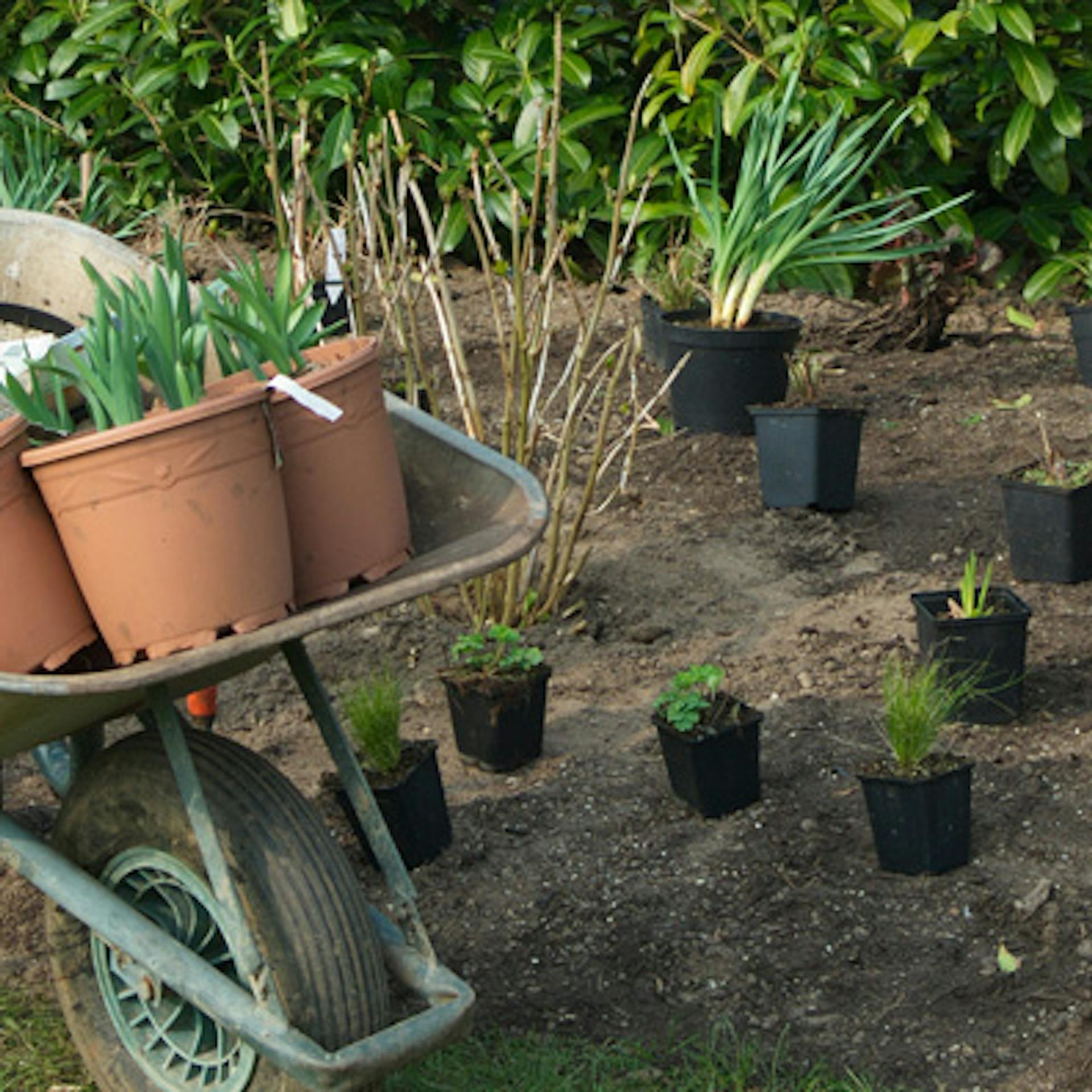 Cserepes növényekkel teli talicska egy ágyás előtt, amelyen egymás mellett állnak cserepes növények.