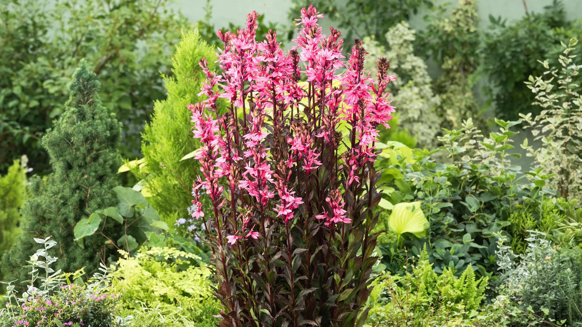 Staudenbeet in Garten