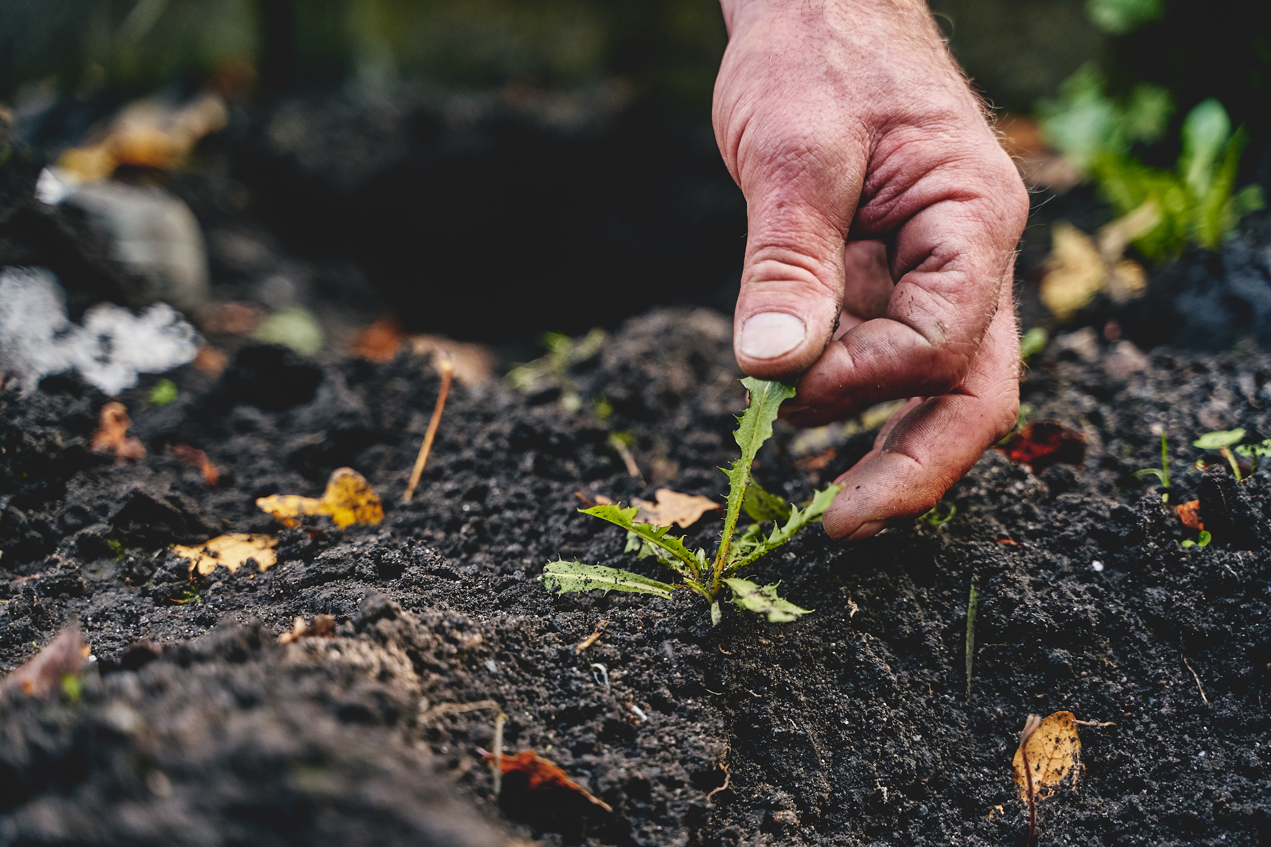 Gyom eltávolítása az ágyásból.