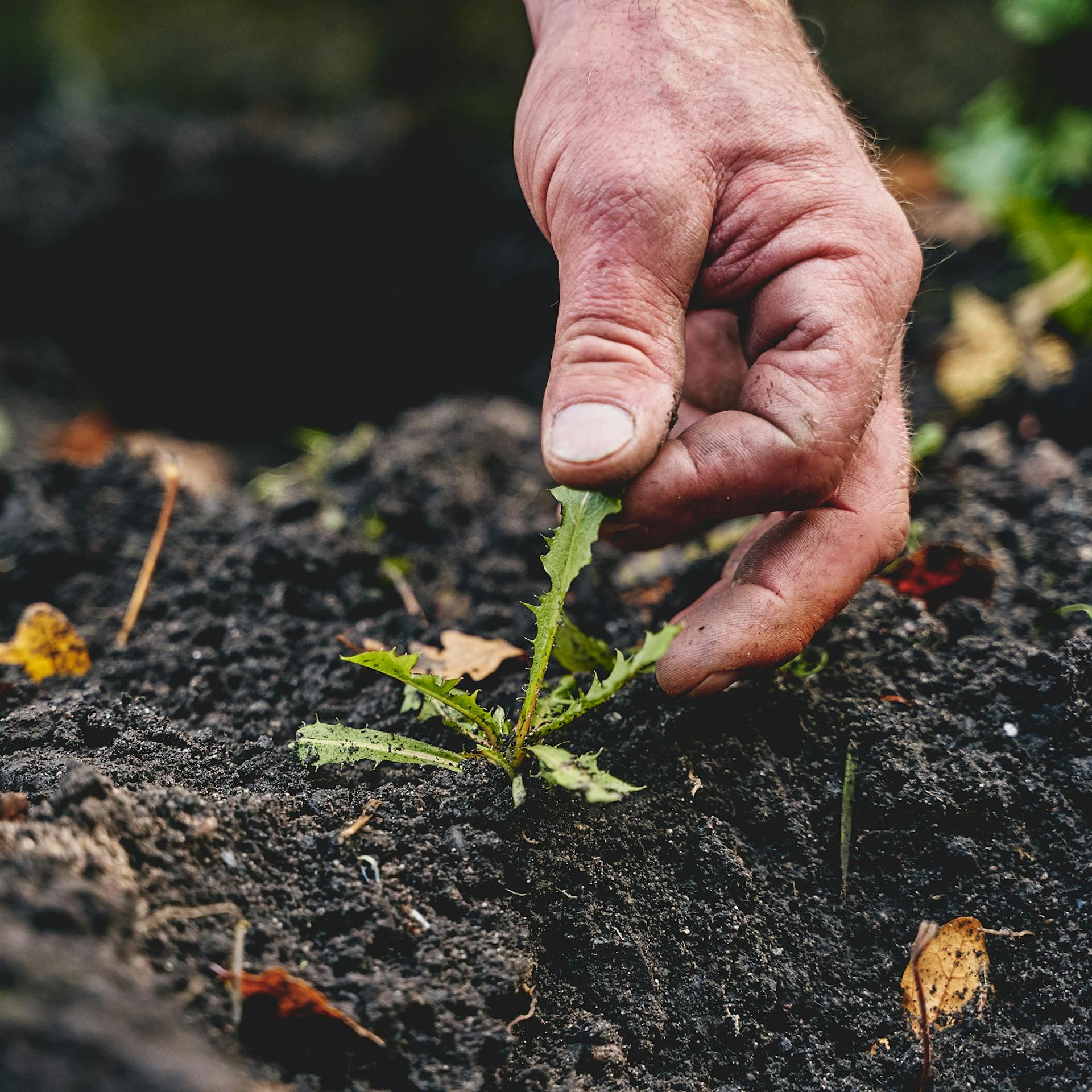 Gyom eltávolítása az ágyásból.