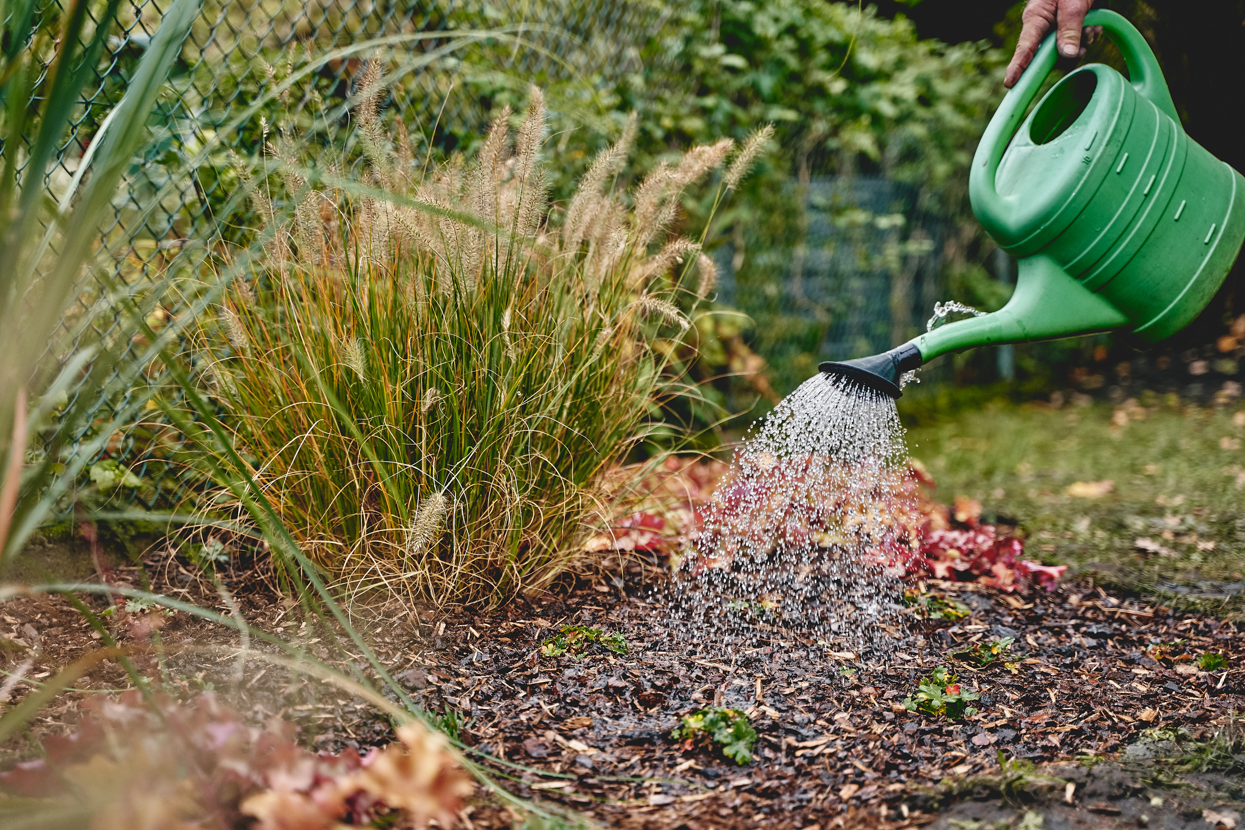 Az évelőágyás öntözése