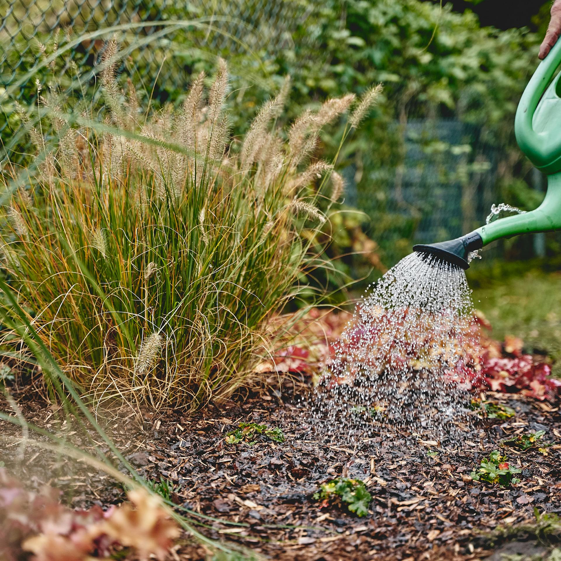 Az évelőágyás öntözése