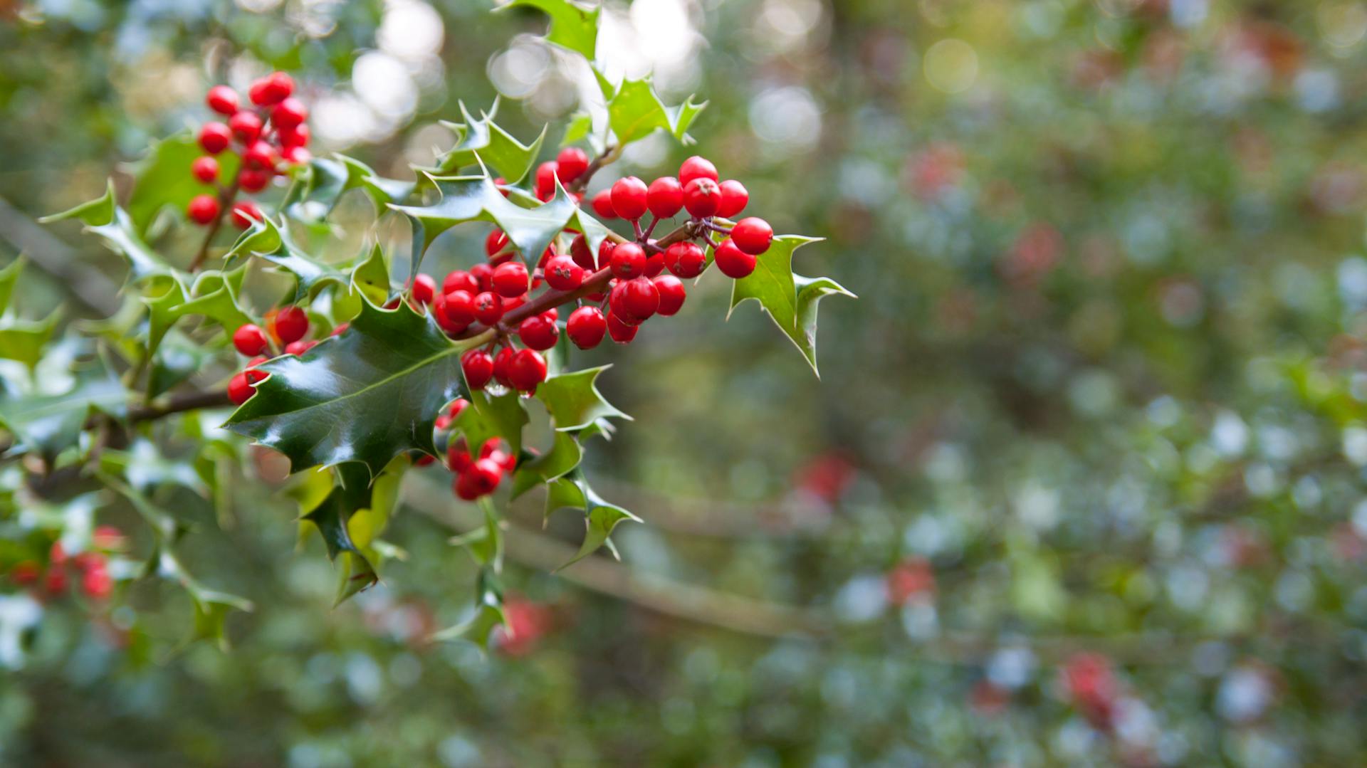 Zweig einer Stechpalme mit leuchtend roten Früchten.