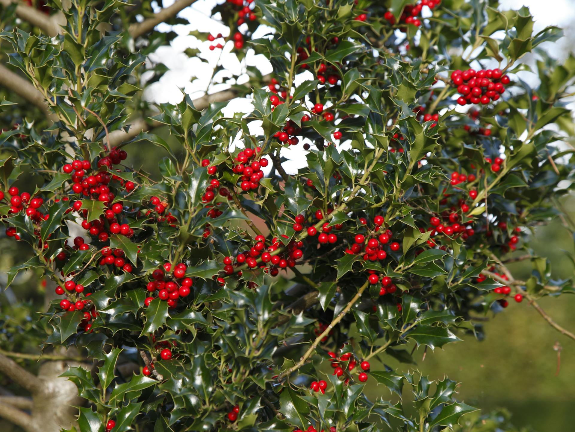 Immergrüne Stechpalme