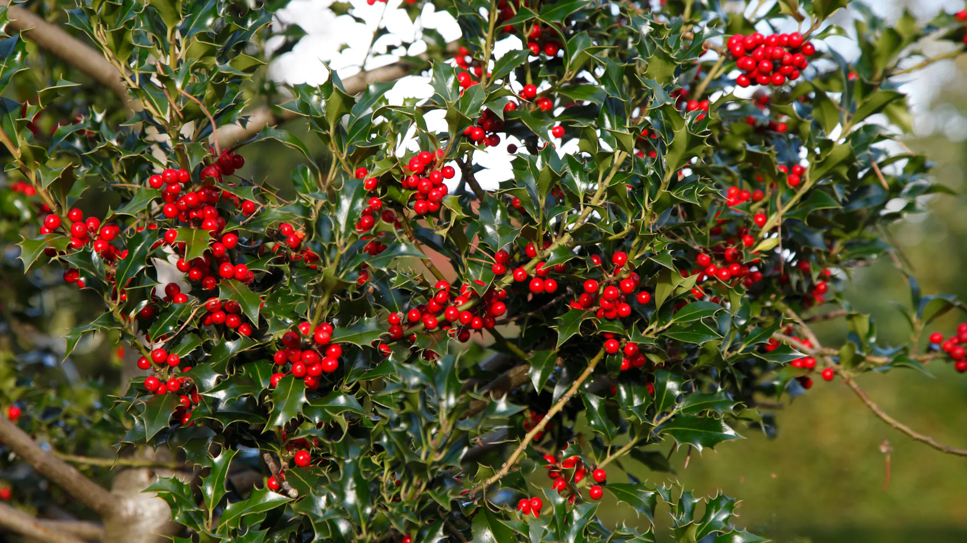 Ast einer Stechpalme mit vielen erbsengroßen, roten Früchten.