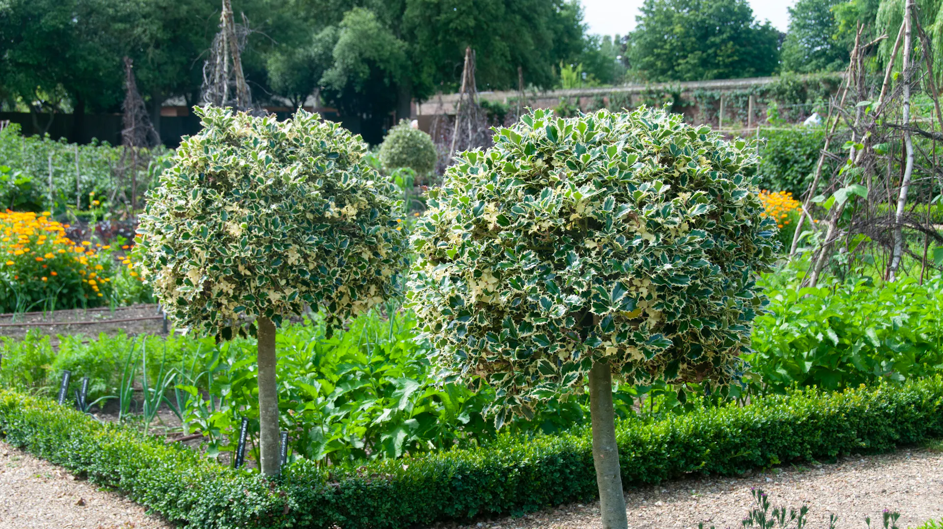 Zwei Stechpalmen mit rundgeschnittenem Blattwerk flankieren einen Gartenweg.