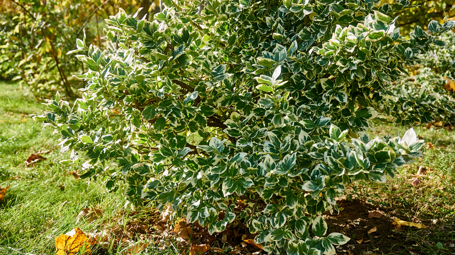 Gesunde Stechpalme in Einzelstellung im Garten