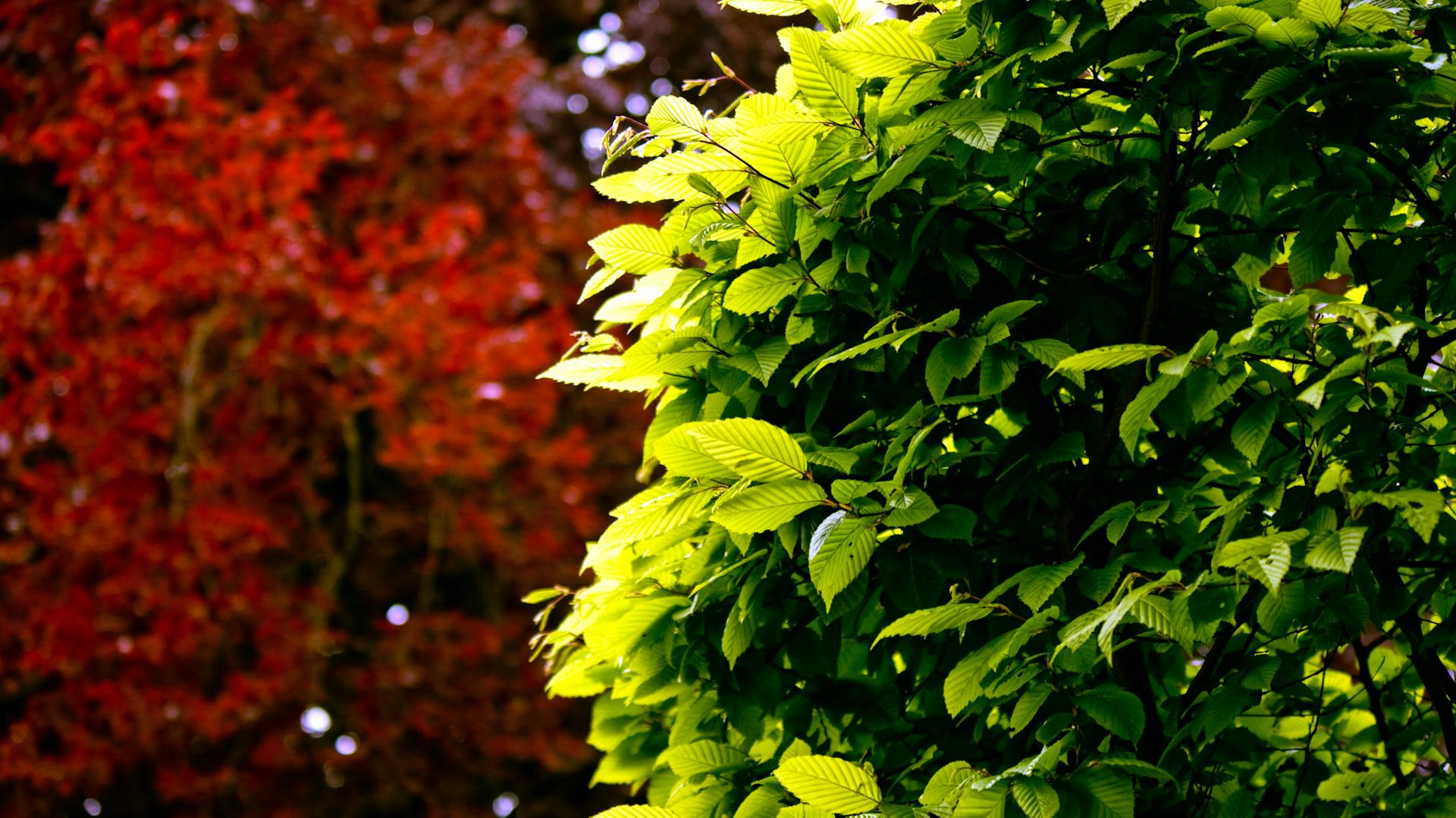 Buche und ihre Eigenschaften im Steckbrief dieser Heckenpflanze, hier eine Rotbuche.