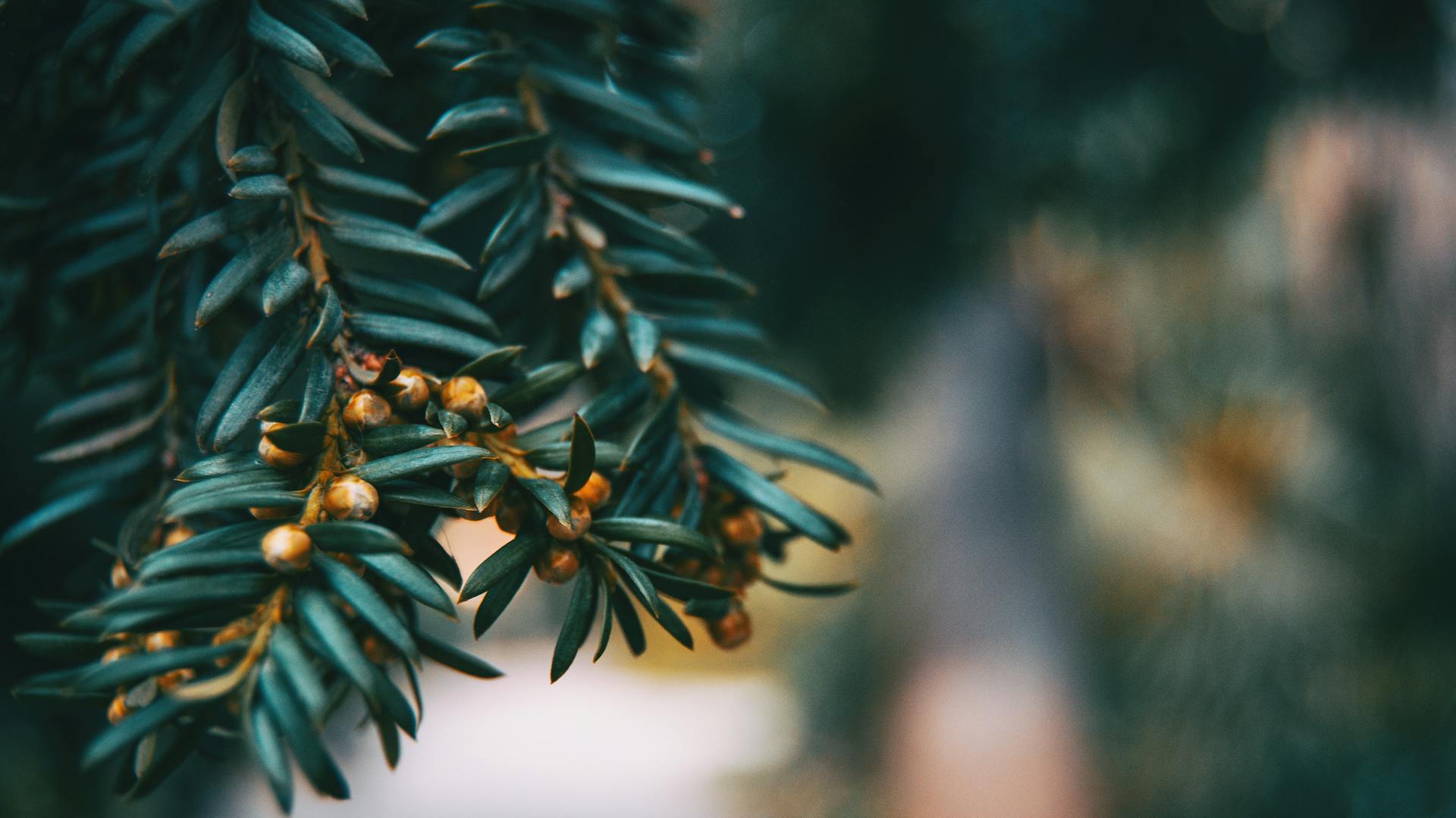 Die Eibe und ihre Eigenschaften im Steckbrief, hier mit dunklen Nadeln.