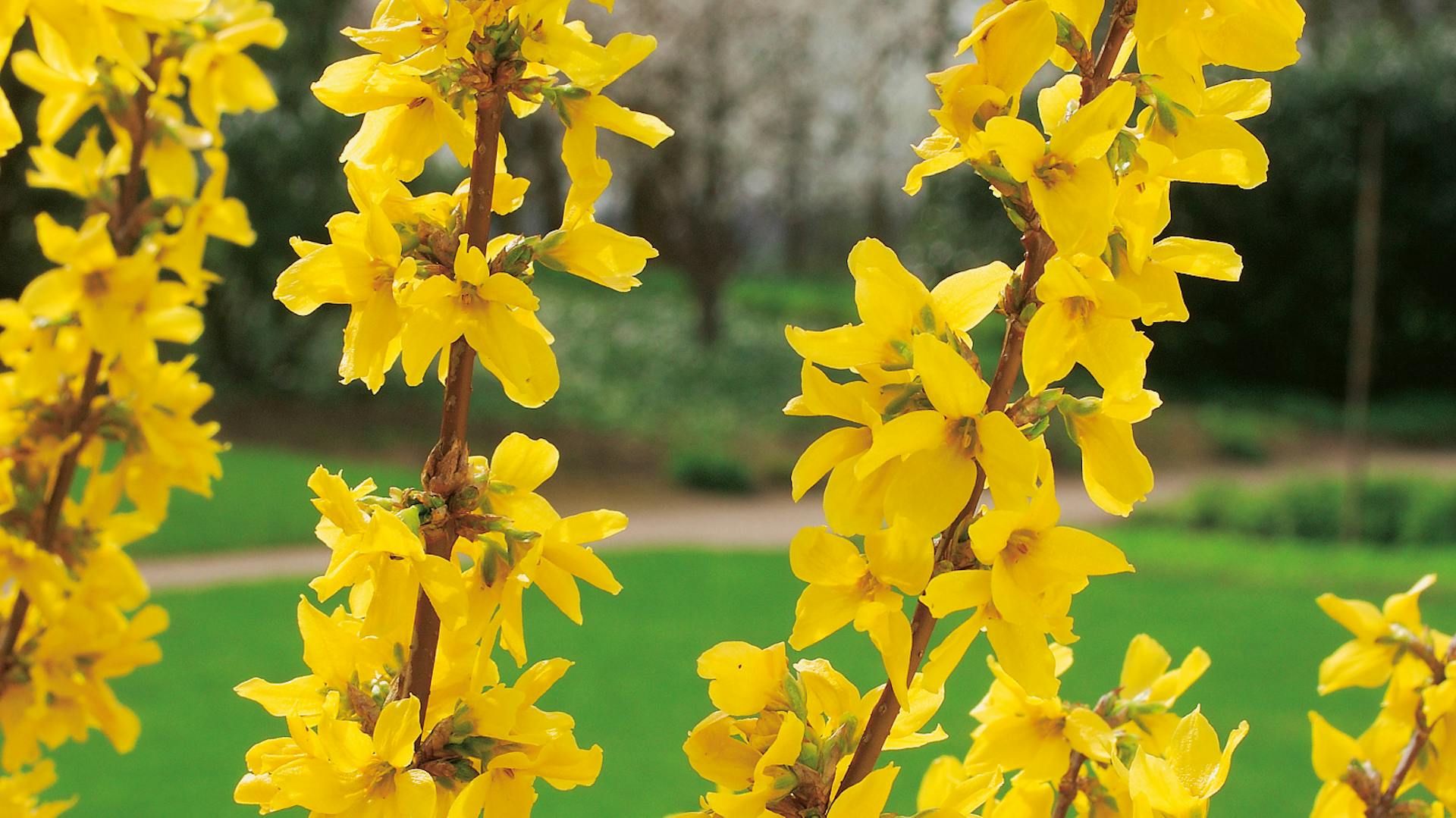 Gelbe Forsythien-Blüten vor einer Wiese.