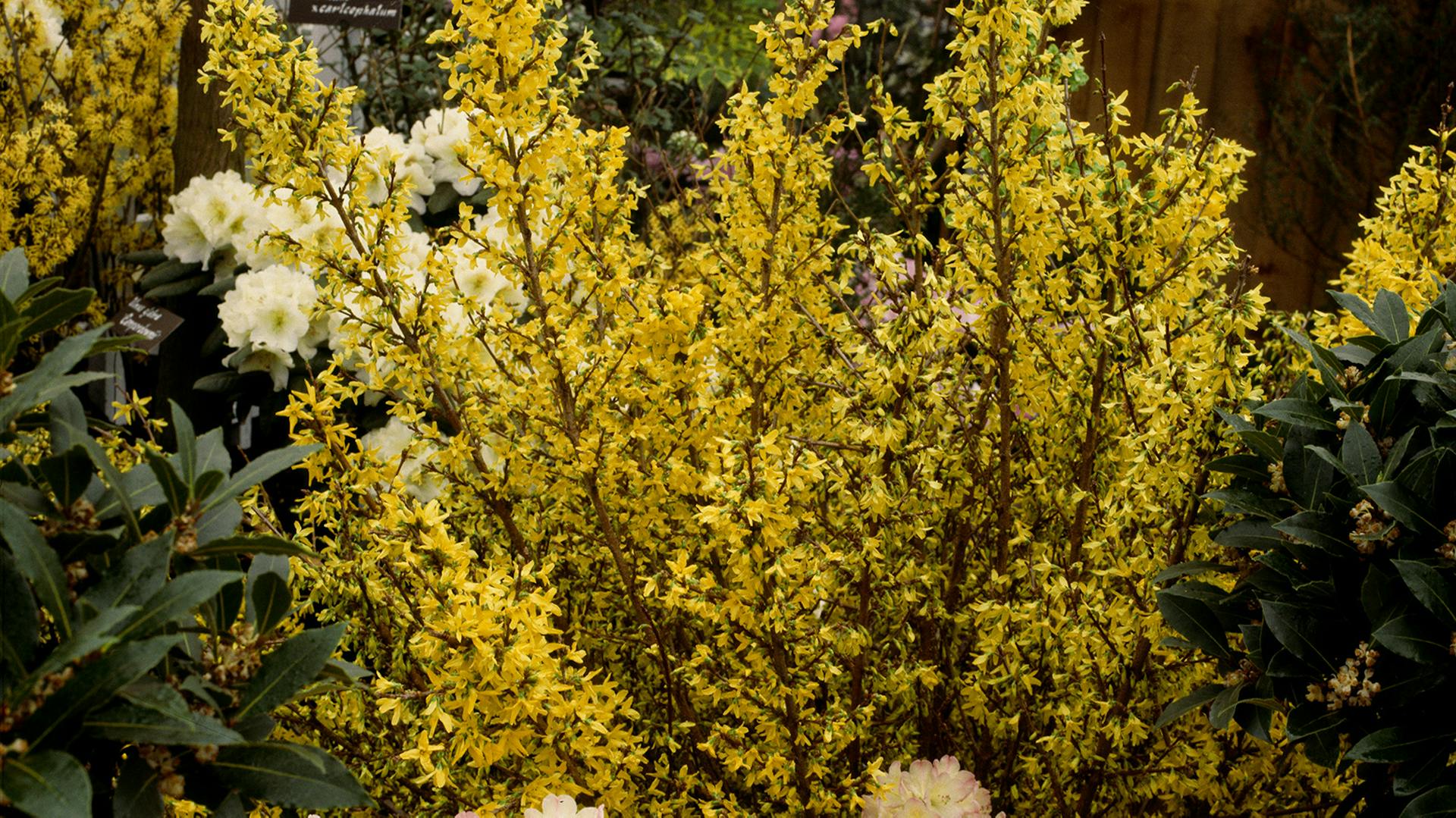 Eine Forsythie mit gelben Blüten in einem Beet.