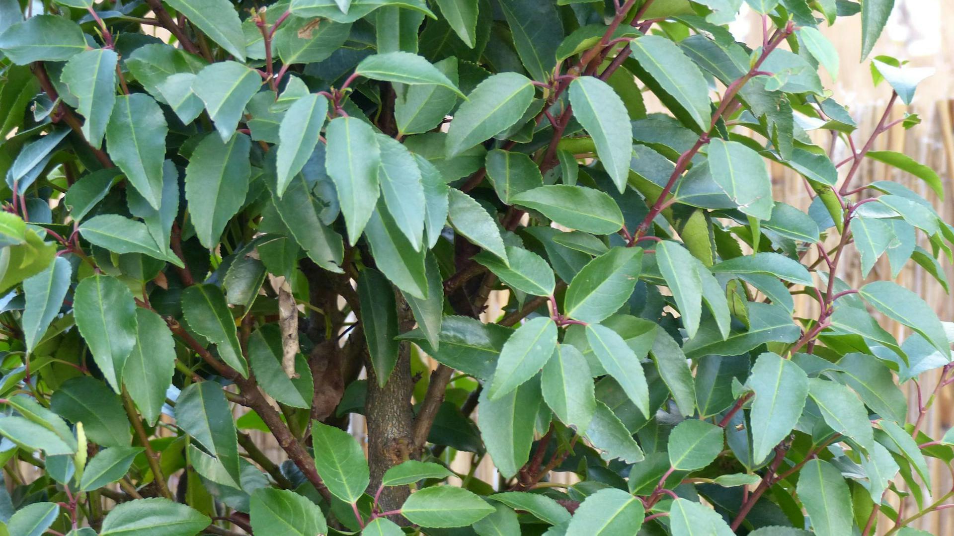 Eine Hecke aus Kirschlorbeer mit grünen Blättern.