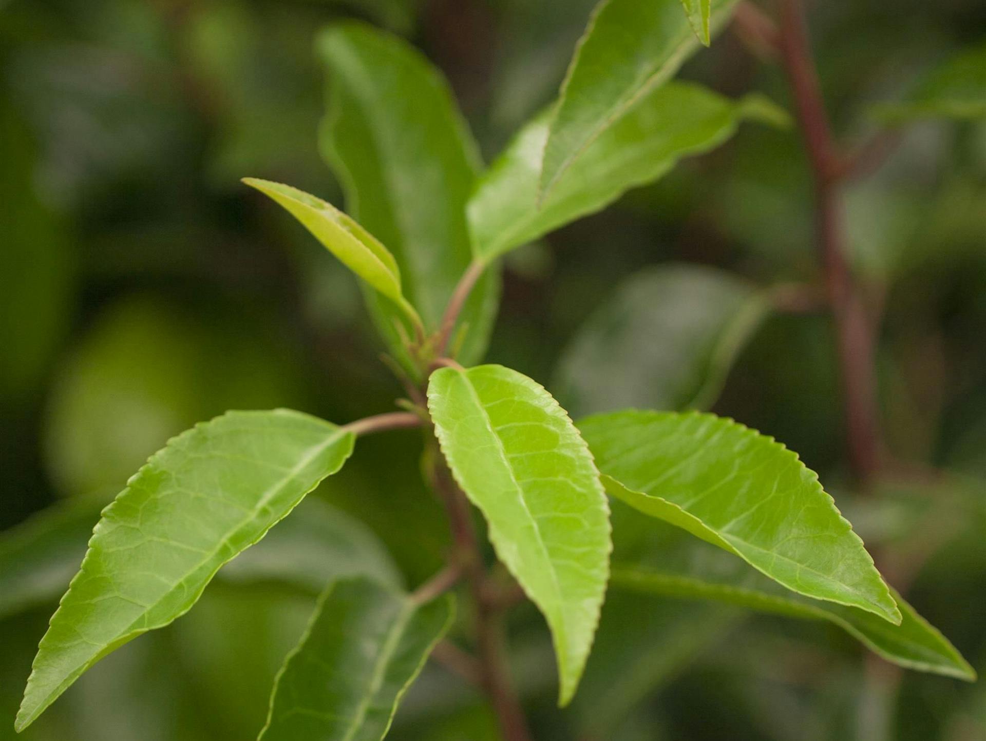 Das Blatt einer Kirschlorbeer-Pflanze in Nahaufnahme.