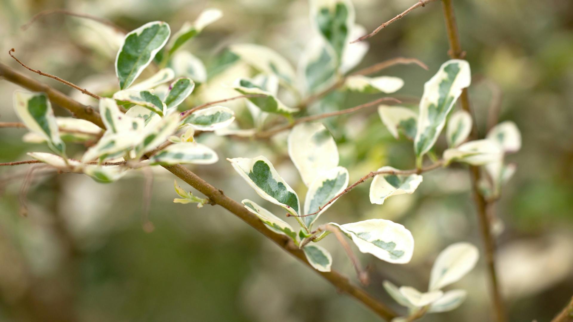 Liguster mit Blättern und Zweigen.