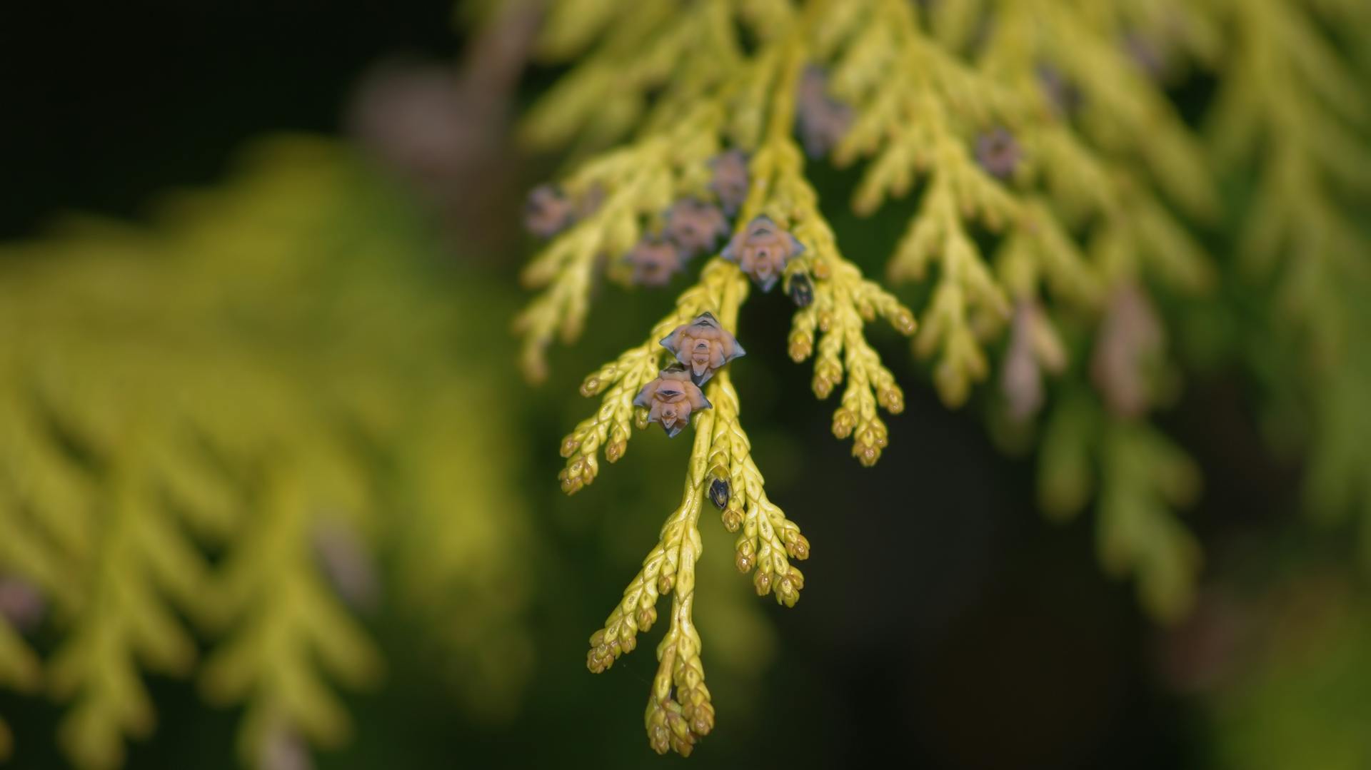 Thuja-Blatt mit kleinen, knospenartigen Blüten in der Nahaufnahme.