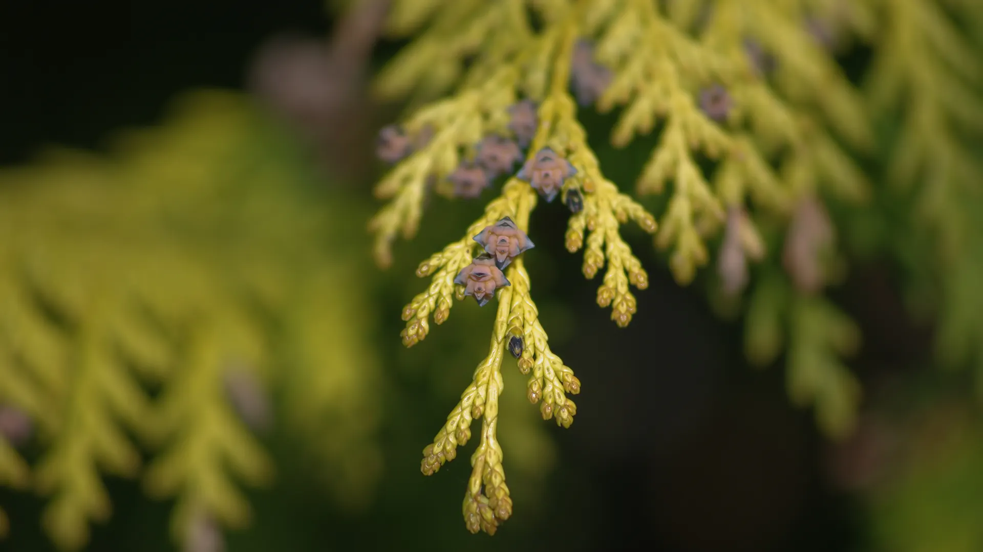 Thuja-Blatt mit kleinen, knospenartigen Blüten in der Nahaufnahme.