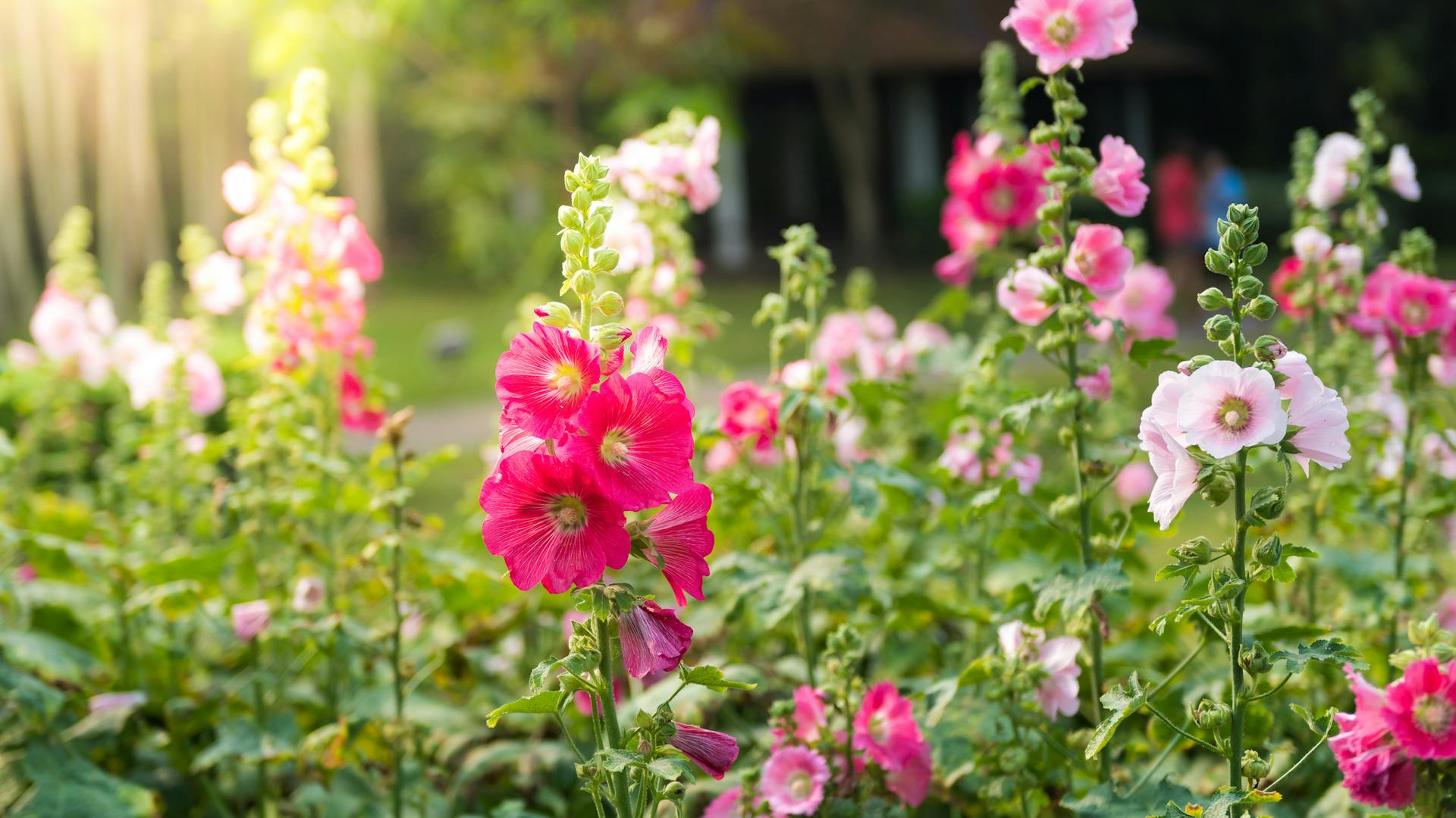 Blühende Stockrosen im Garten