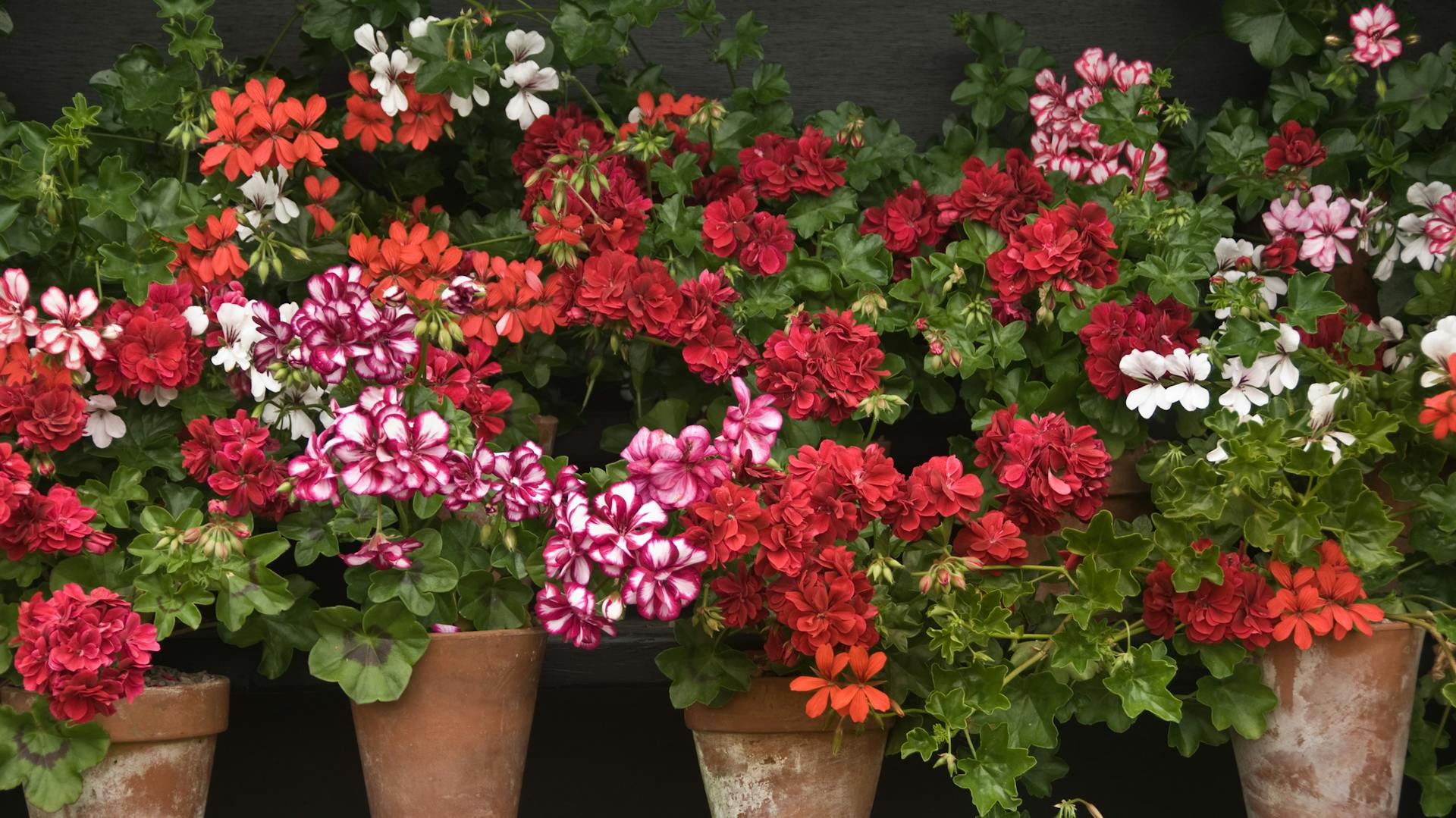 Rot blühende Storchschnäbel in Töpfen