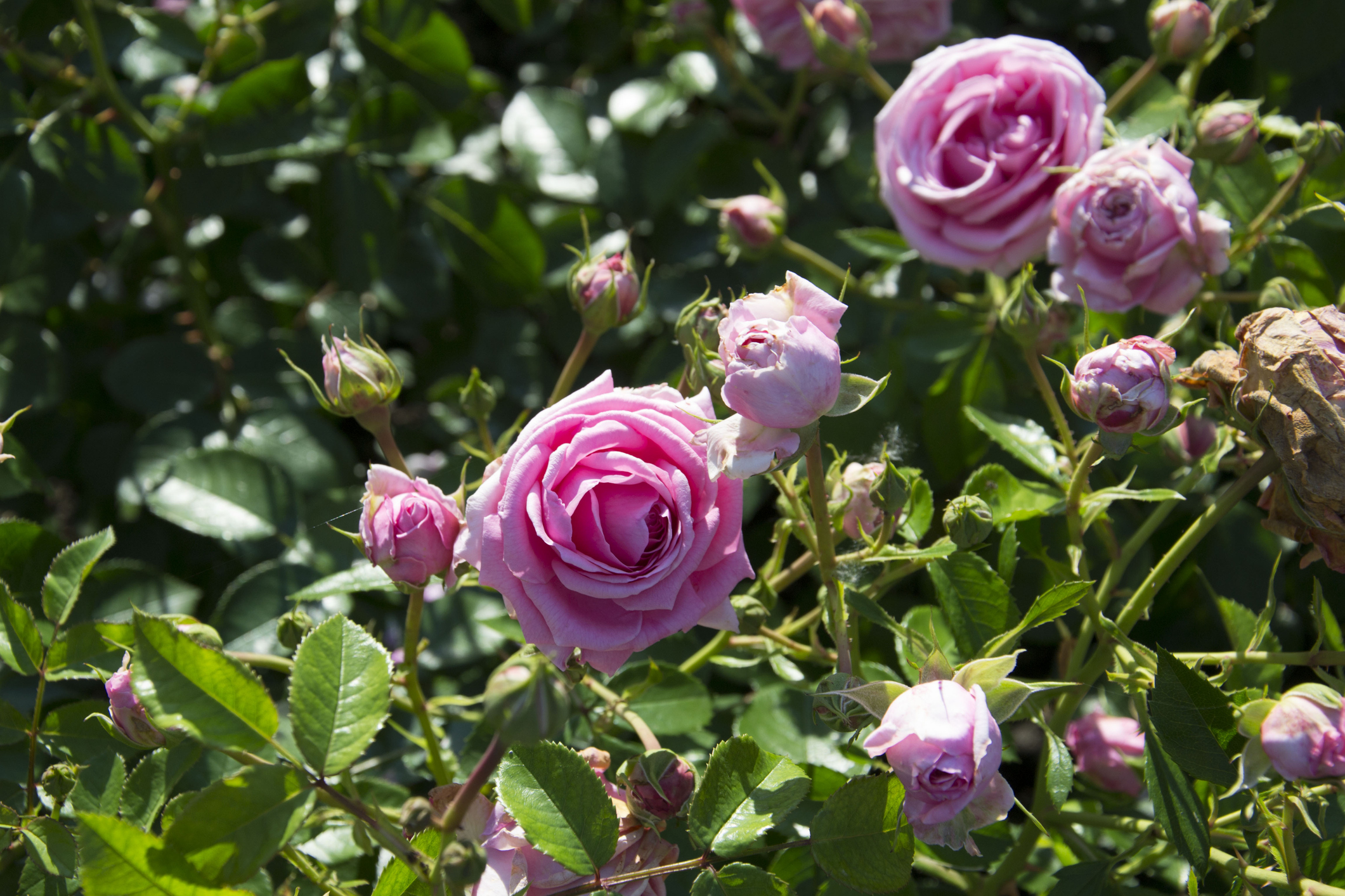 Pink blühende Strauchrose
