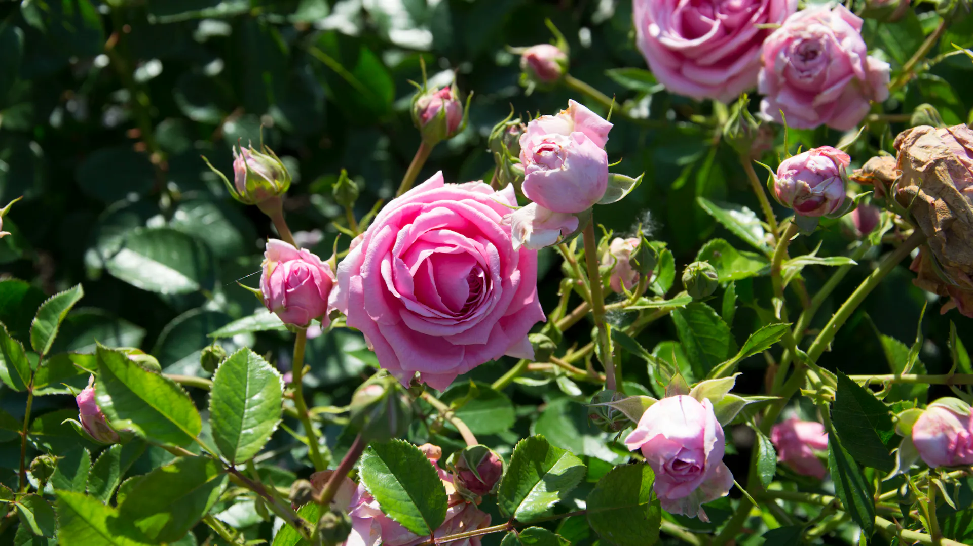 Pink blühende Strauchrose