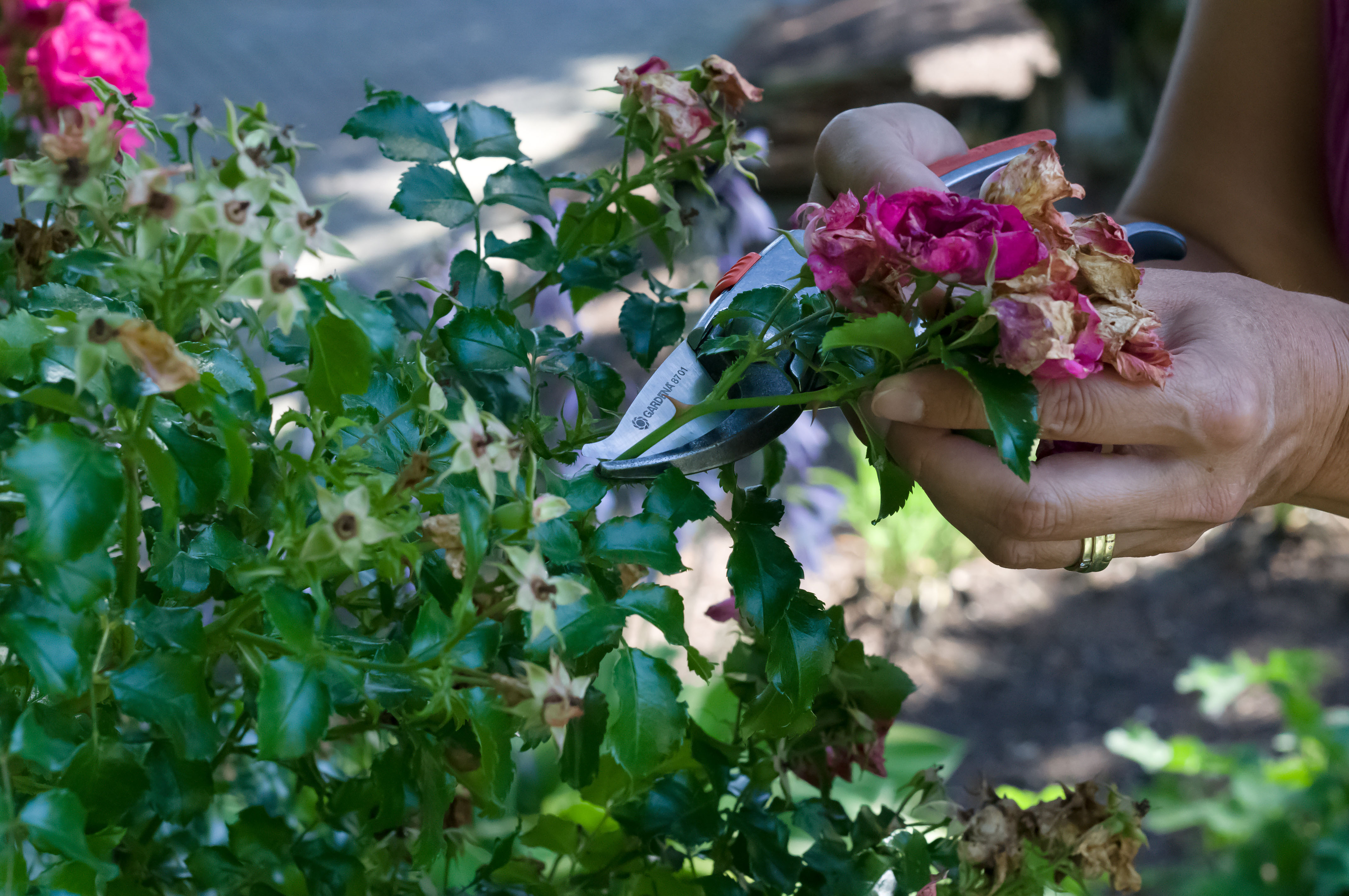 Verwelkte Blüten an der Strauchrose