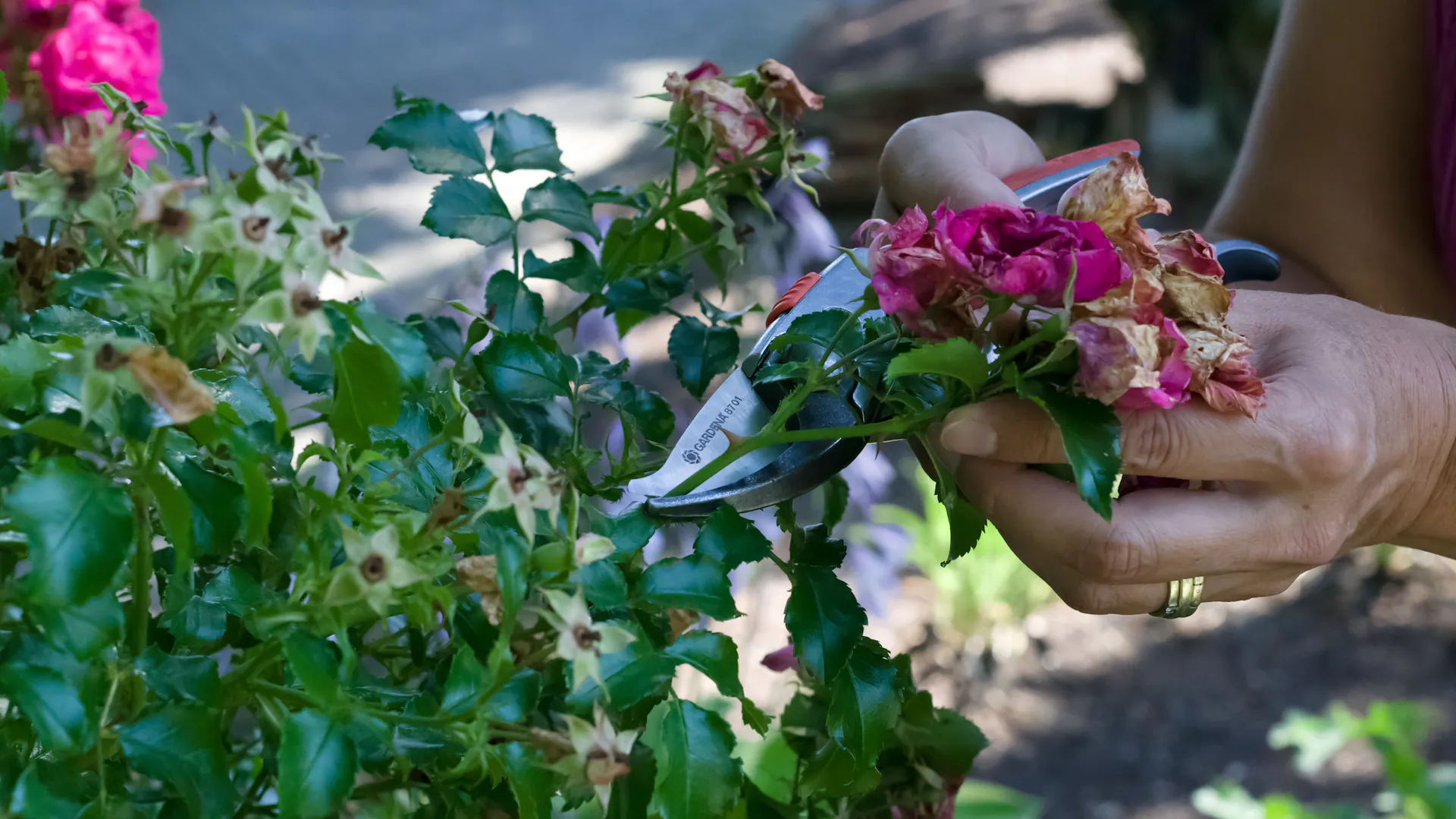 Verwelkte Blüten an der Strauchrose