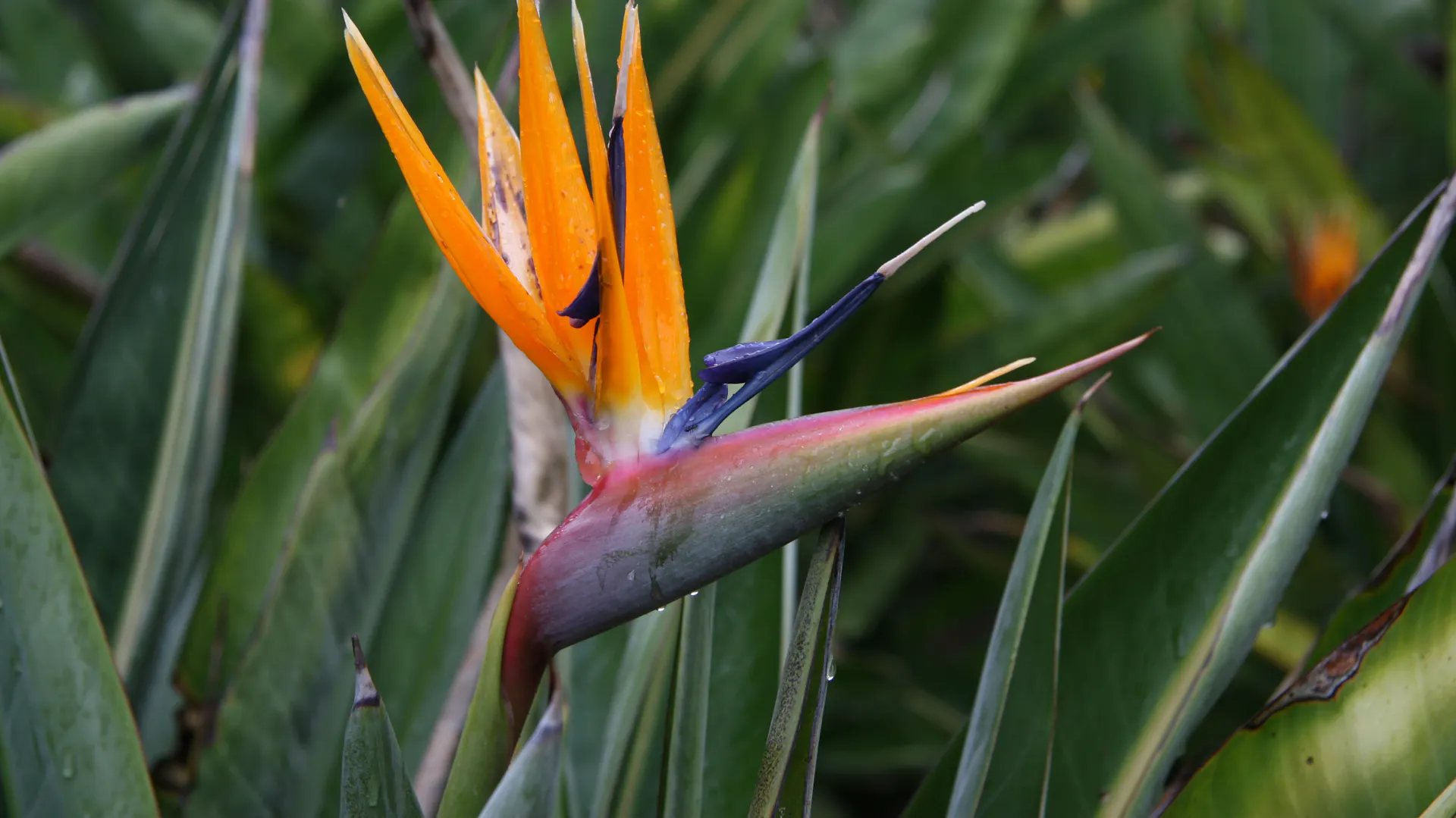 Die orangefarbene Blüte der Strelitzie blüht.