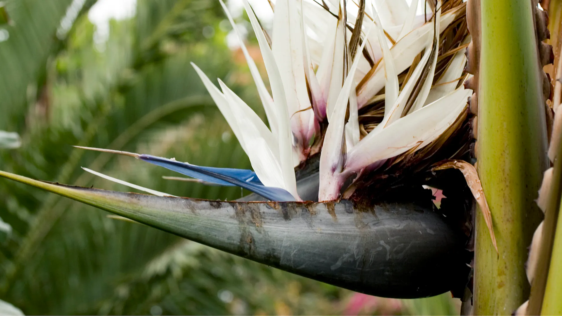 Die Blüte der Weißen Strelitzie blüht.