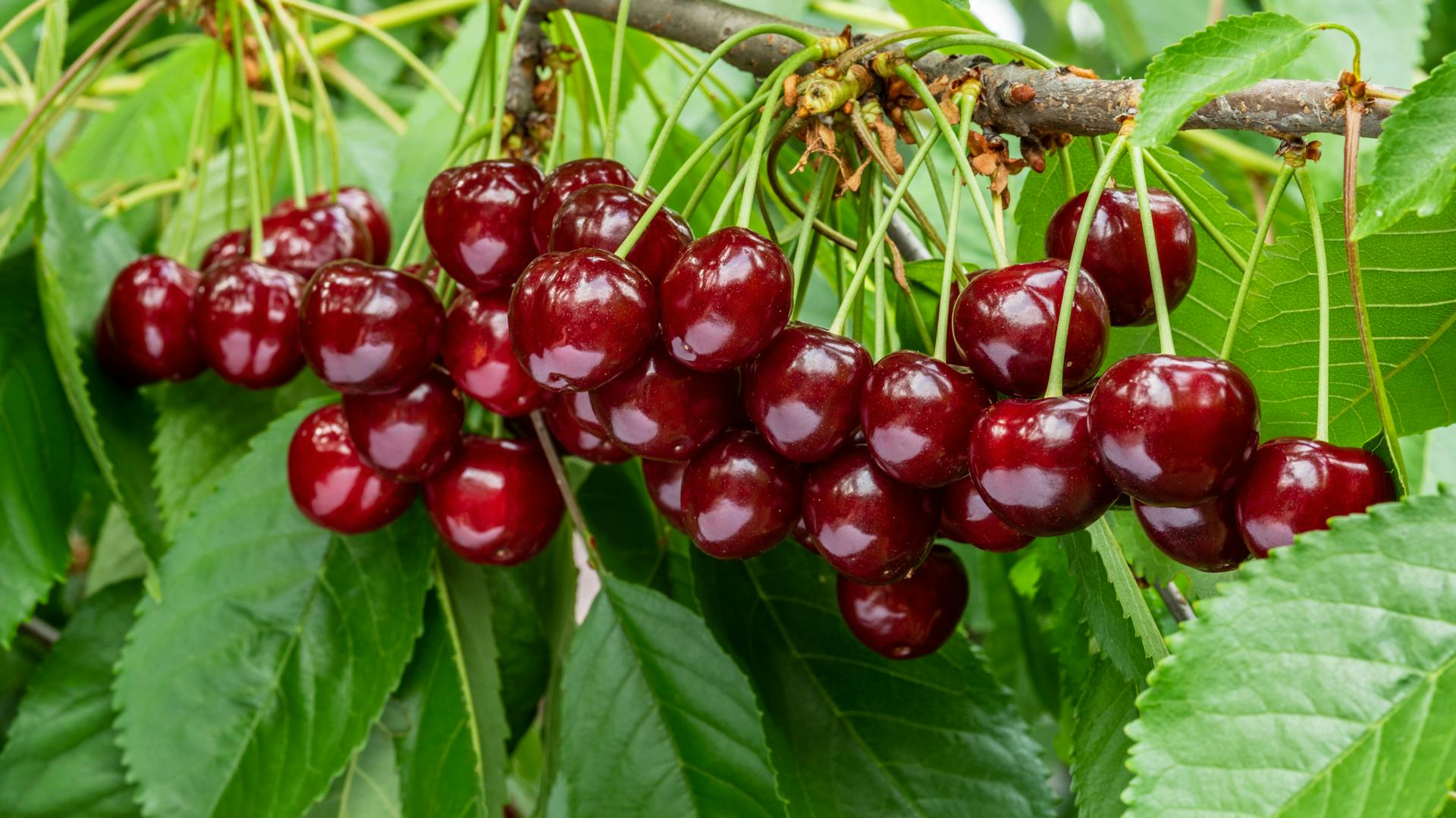 Früchte der Süßkirsche an einem Zweig