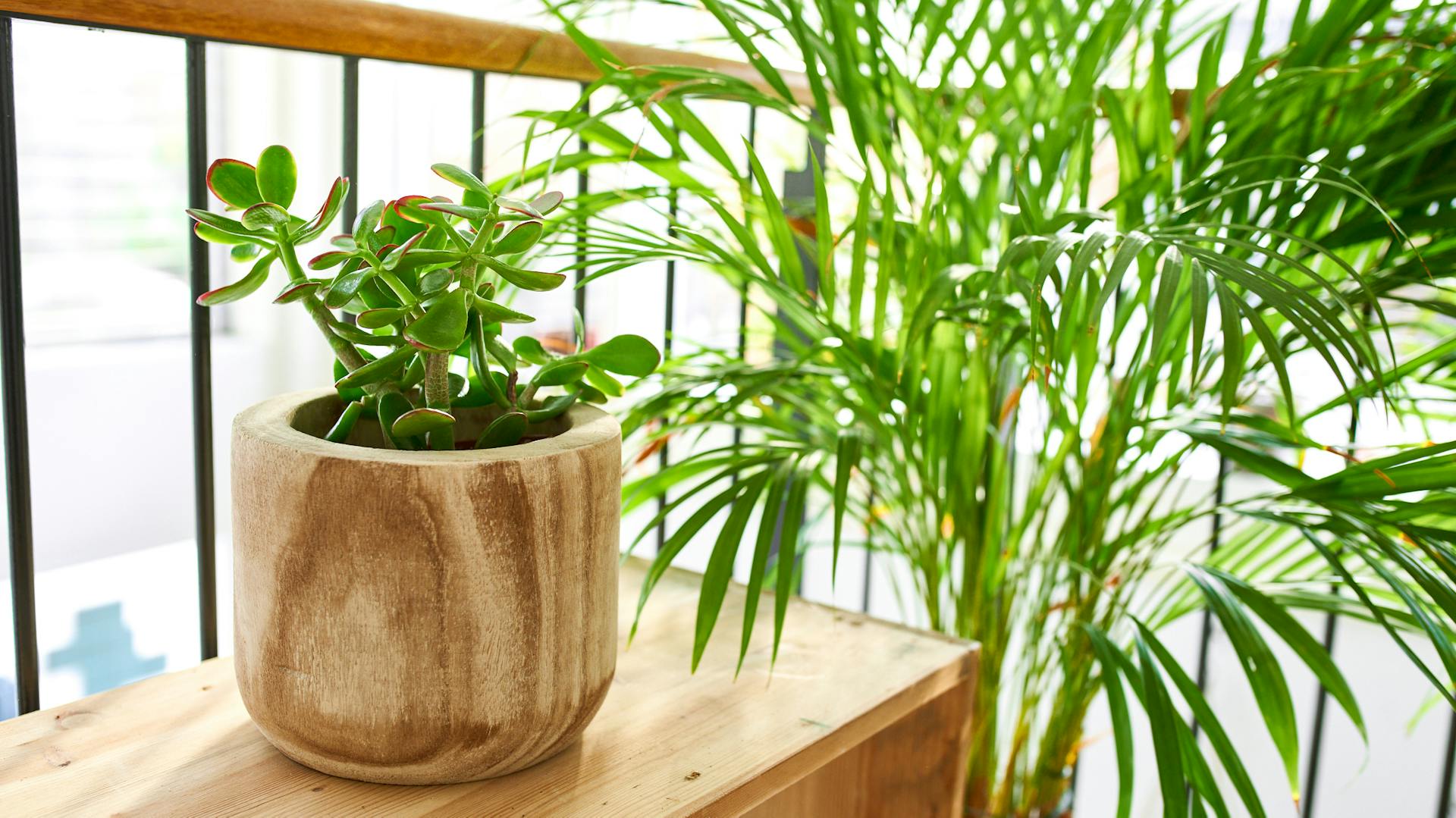 Sukkulenten und Zimmerpflanzen als optisches Highlight