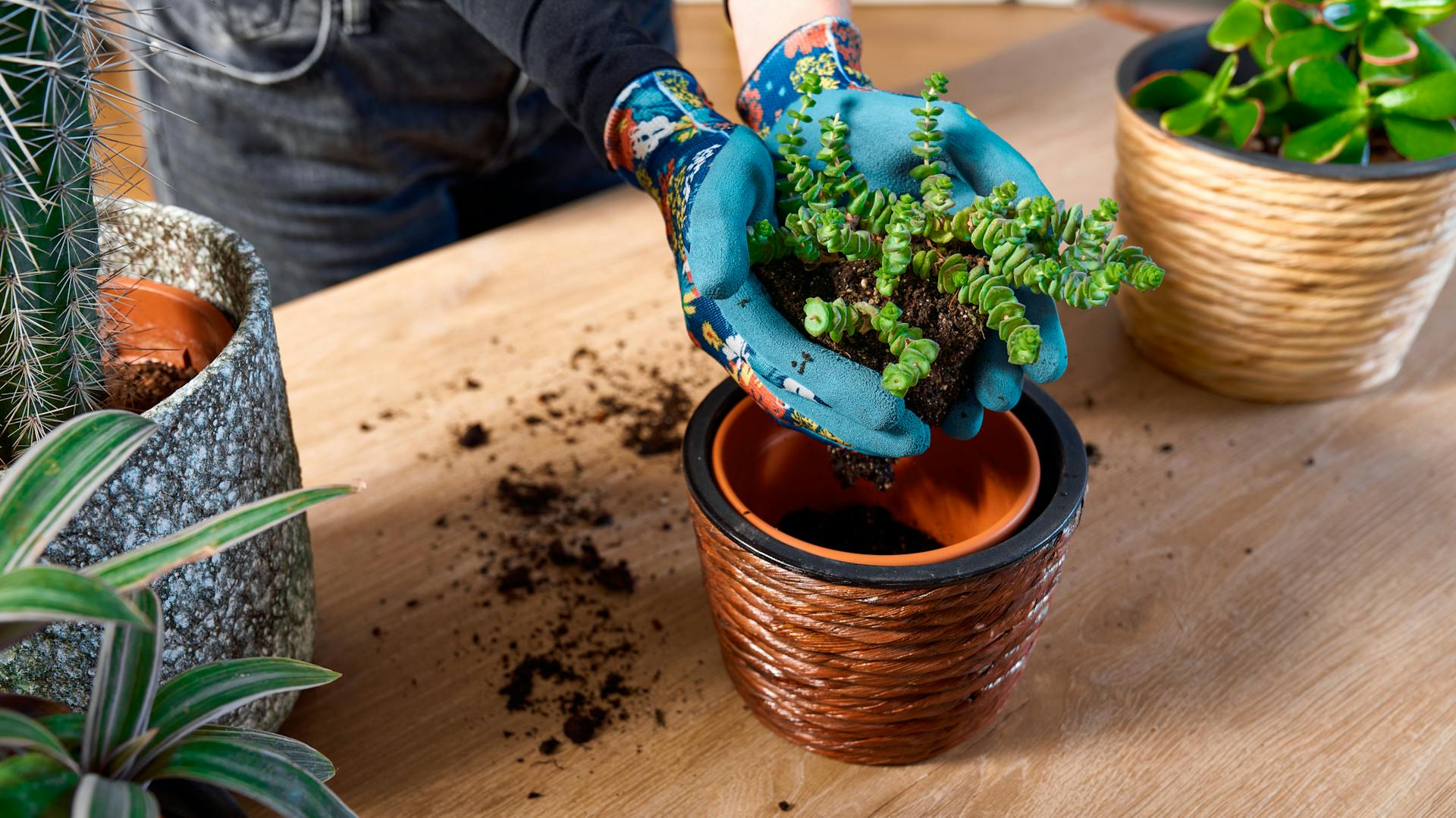 Umtopfen bei der Sukkulenten-Pflege