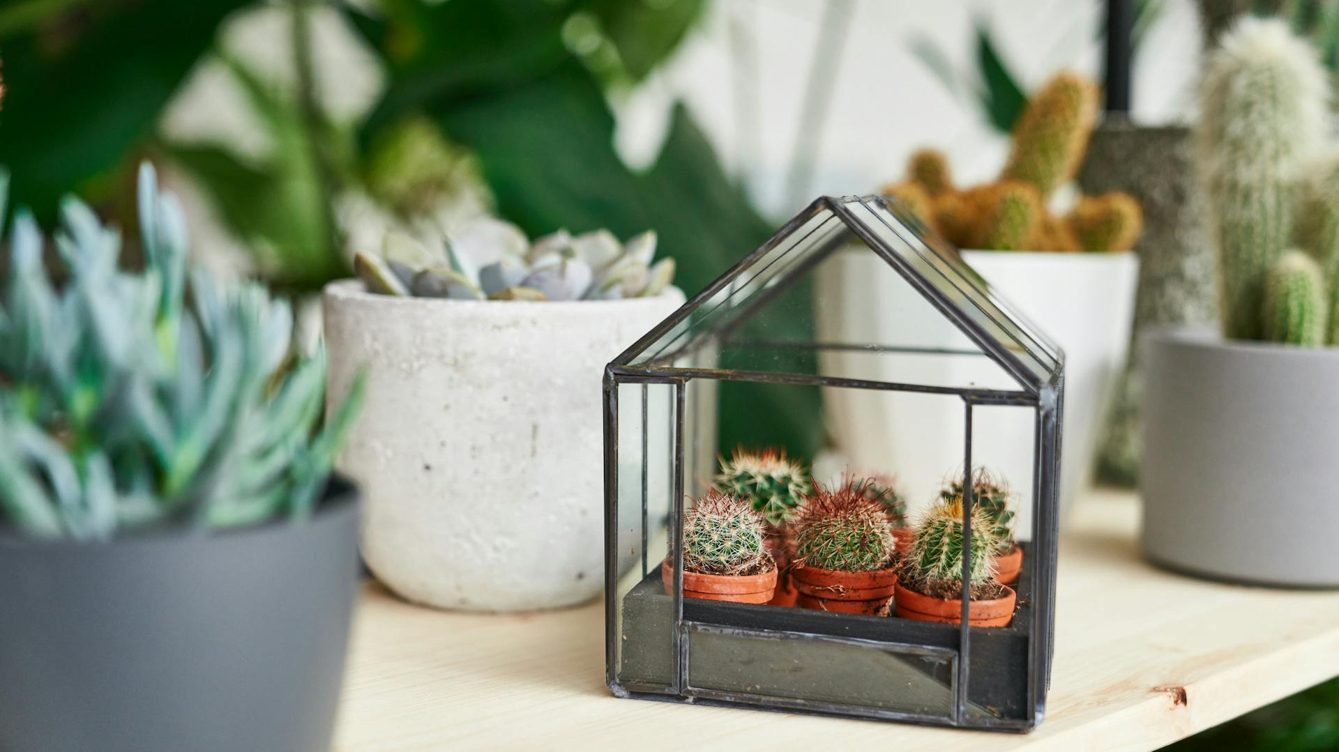 Kakteen stehen auf der Fenserbank