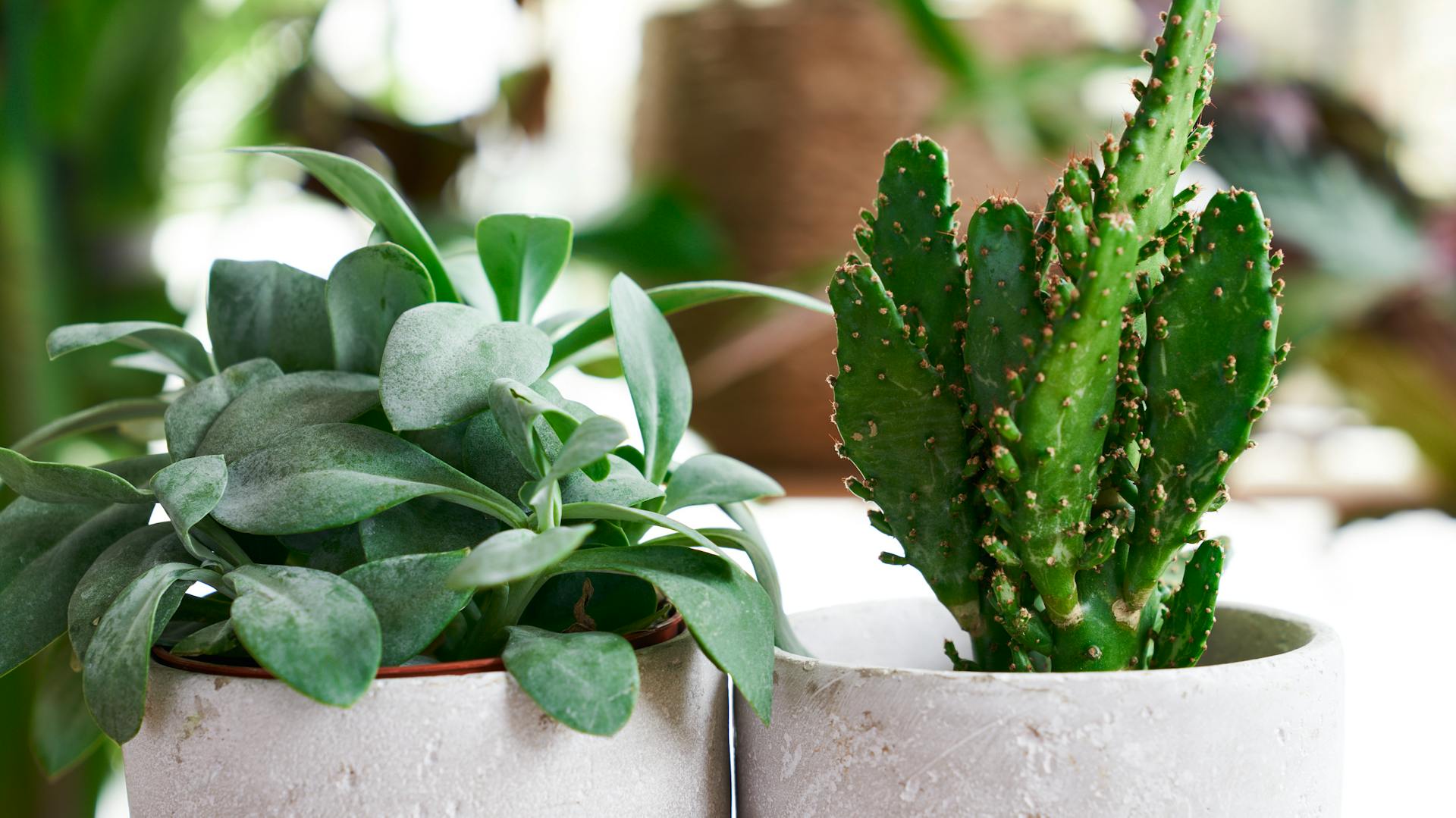 Detailaufnahme von Kakteen in hellen Töpfen