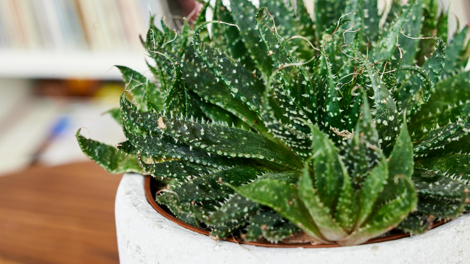 Sukkulenten und Zimmerpflanzen als optisches Highlight