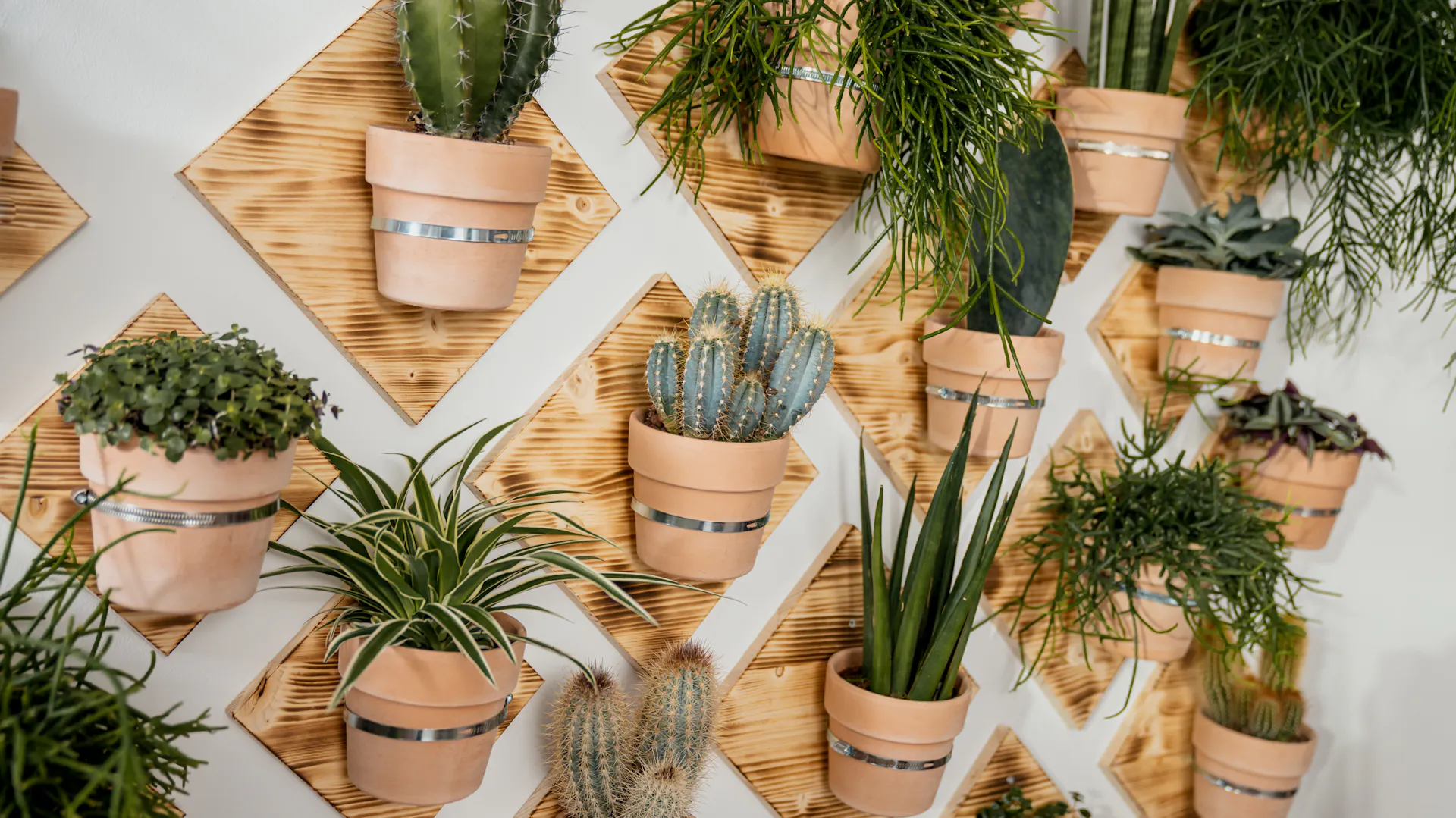 Gepflegte Sukkulenten in Indoor Jungle an einer Wand