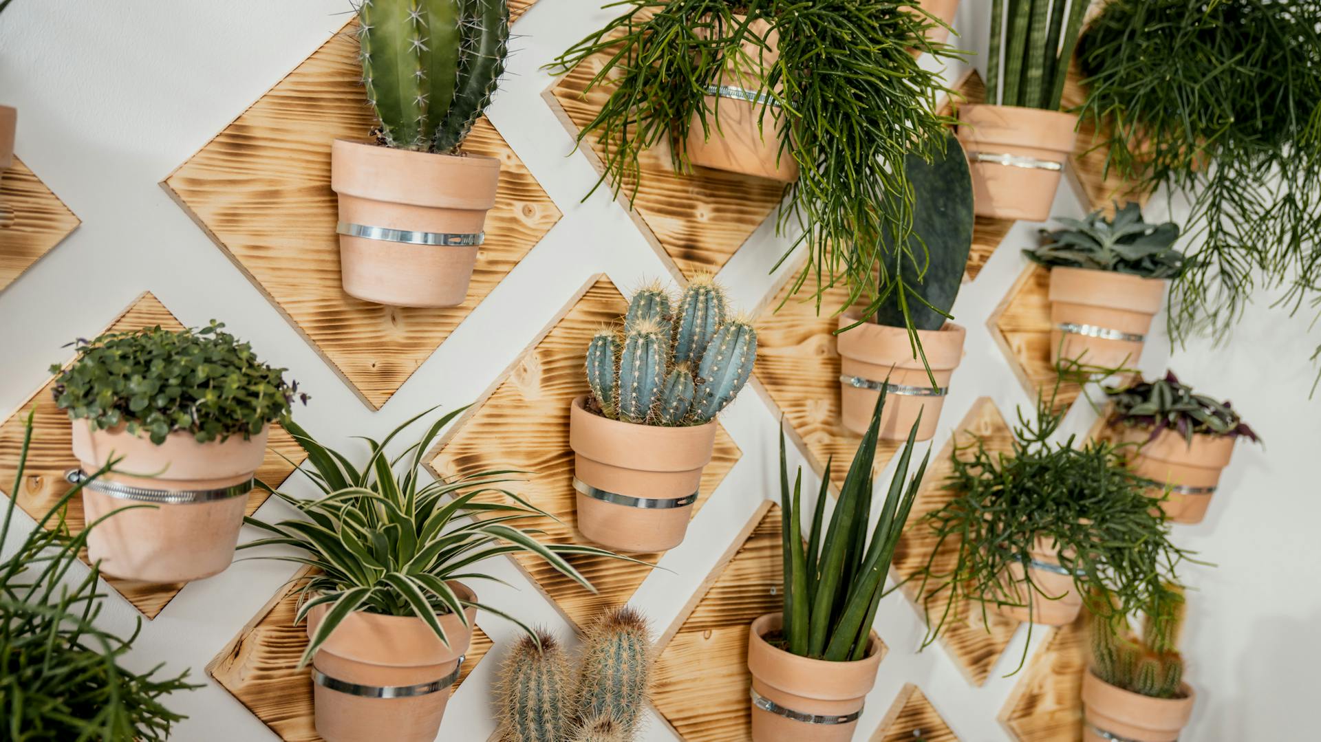 Sukkulenten und Kakteen als Deko an einer Wand