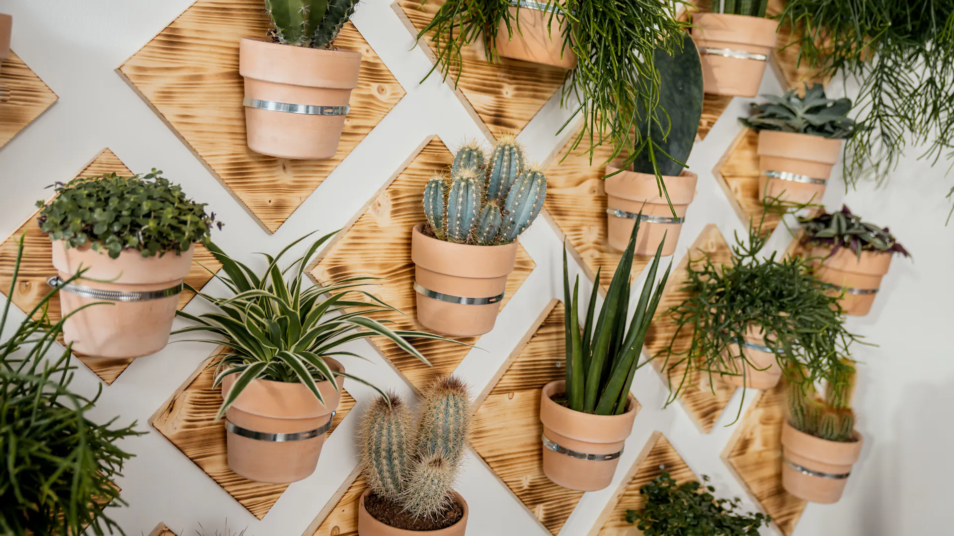 Gepflegte Sukkulenten in Indoor Jungle an einer Wand